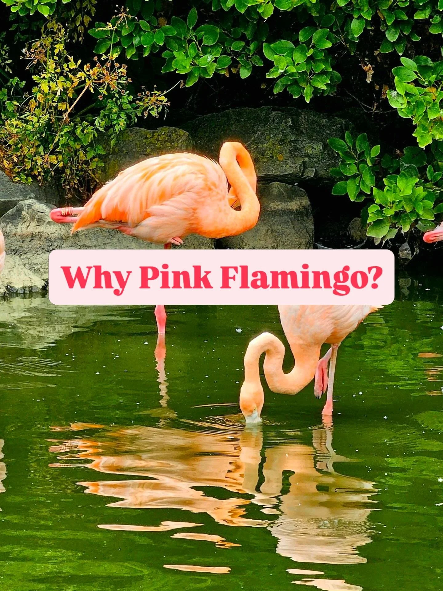 You might be wondering where the name Pink Flamingo Postpartum Care &amp; Wellbeing came from.

Apart from flamingos being rather fabulous birds, there&rsquo;s actually a deeper reason.

Flamingos aren&rsquo;t naturally pink all the time. Their colou