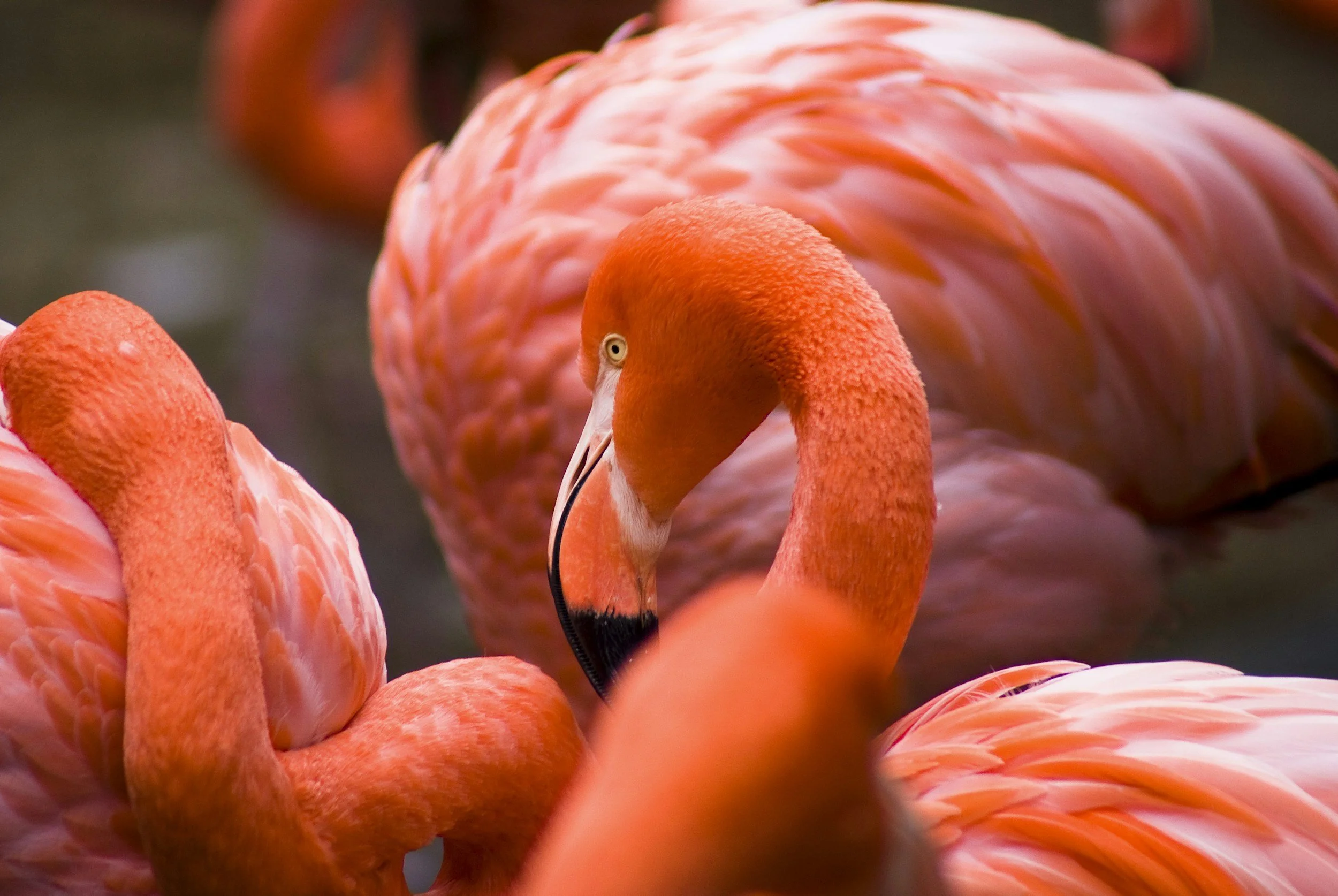 close up of a two vibrant pink flamingo