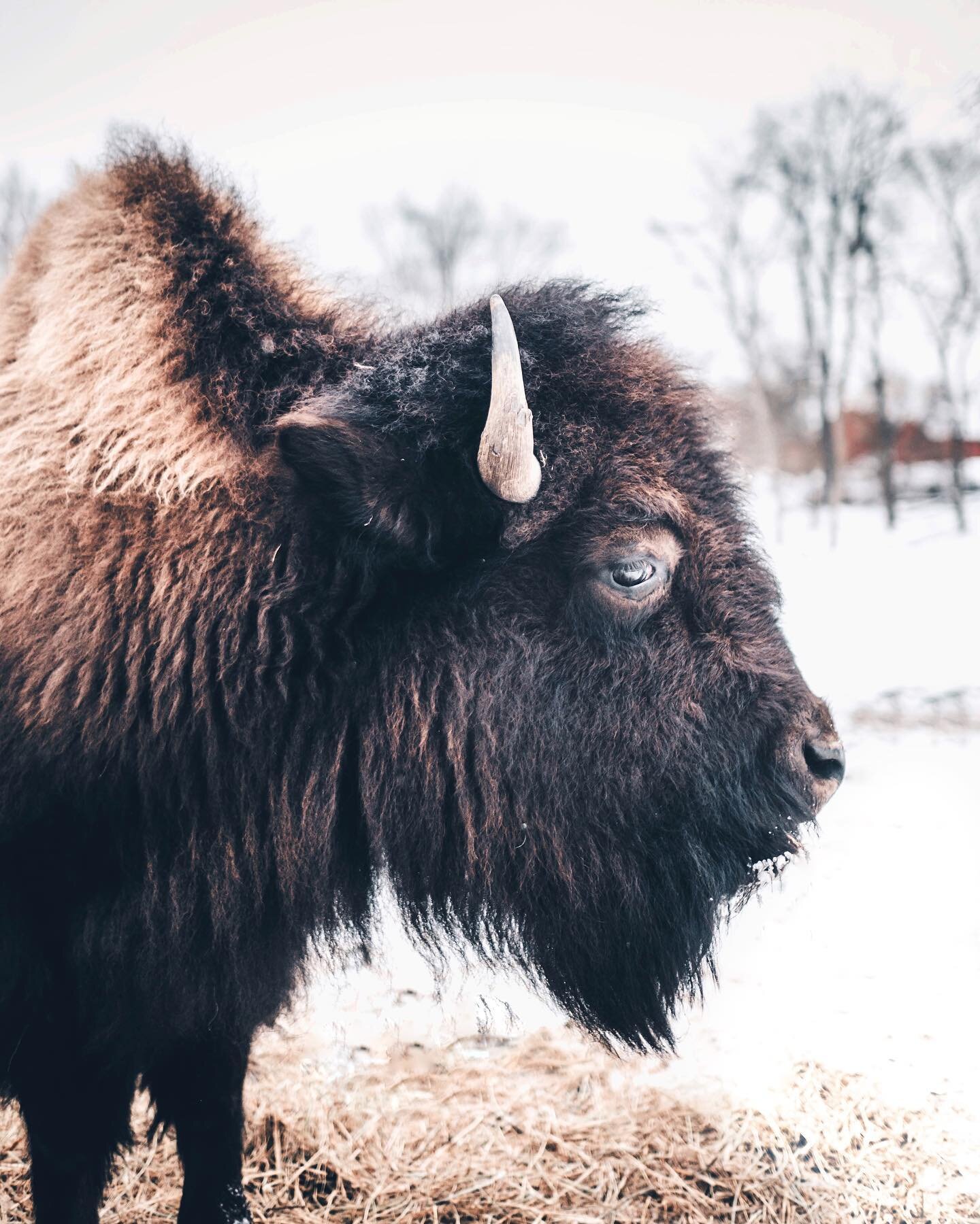 What did the buffalo say to his boy when he was heading off to college?
..
.
.
.
&bull; &bull; &bull; &bull; &bull; #Streetmobs #mkexplore #killeverygram #urbanandstreet #createexploretakeover #aov #citykillerz #meistershots #streetmagazine #visualsg