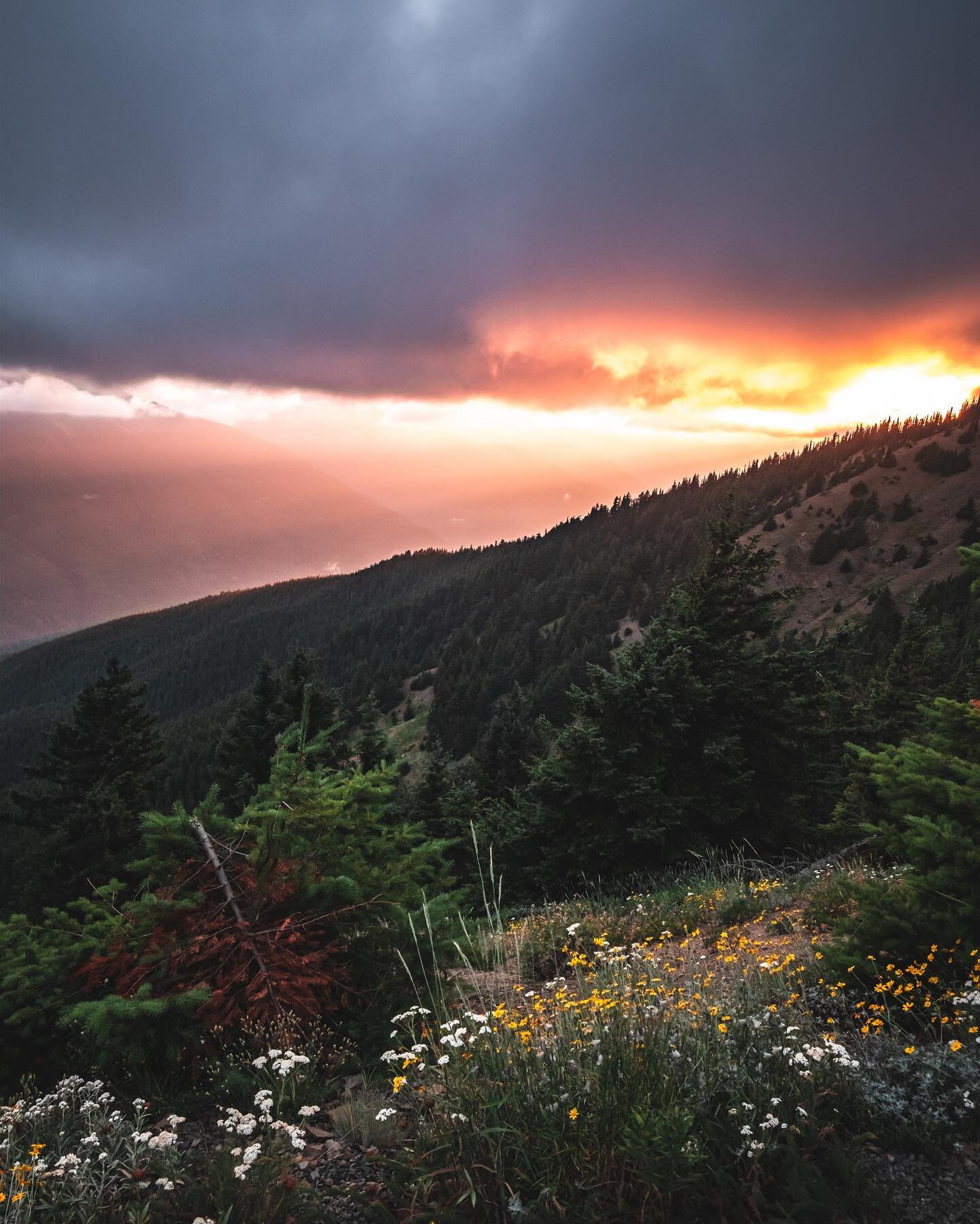 This is the short life.
.
.
.
&bull; &bull; &bull; &bull; &bull; #Pnw #pnwonderland #upperleftusa #oregon #thatpnwlife #landscape_lovers #pacificnorthwest #landscapephotography #pnwcollective #landscapelovers #landscape_captures #landscapes #northwes