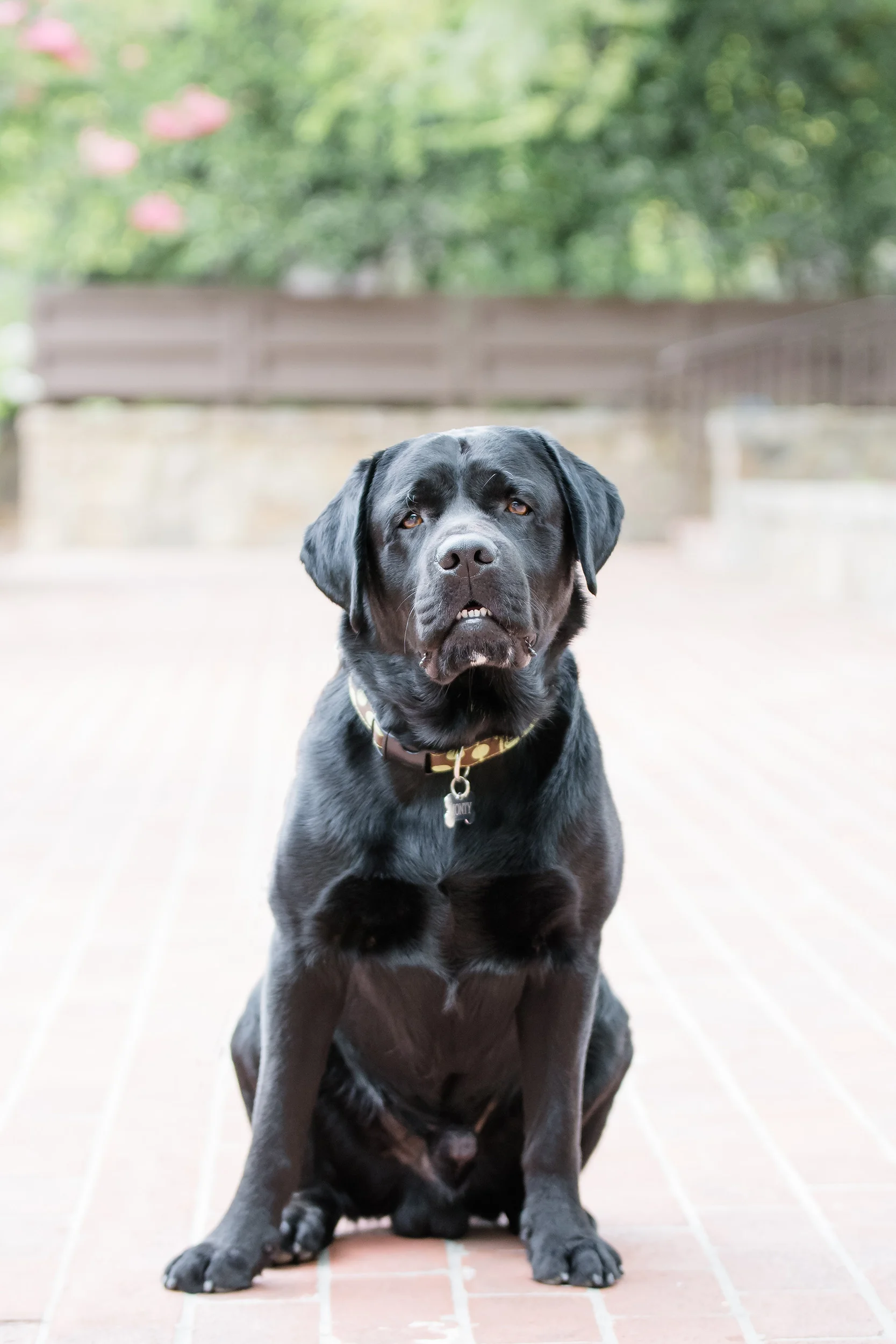 minnesota-photographer-pet-photography.jpg