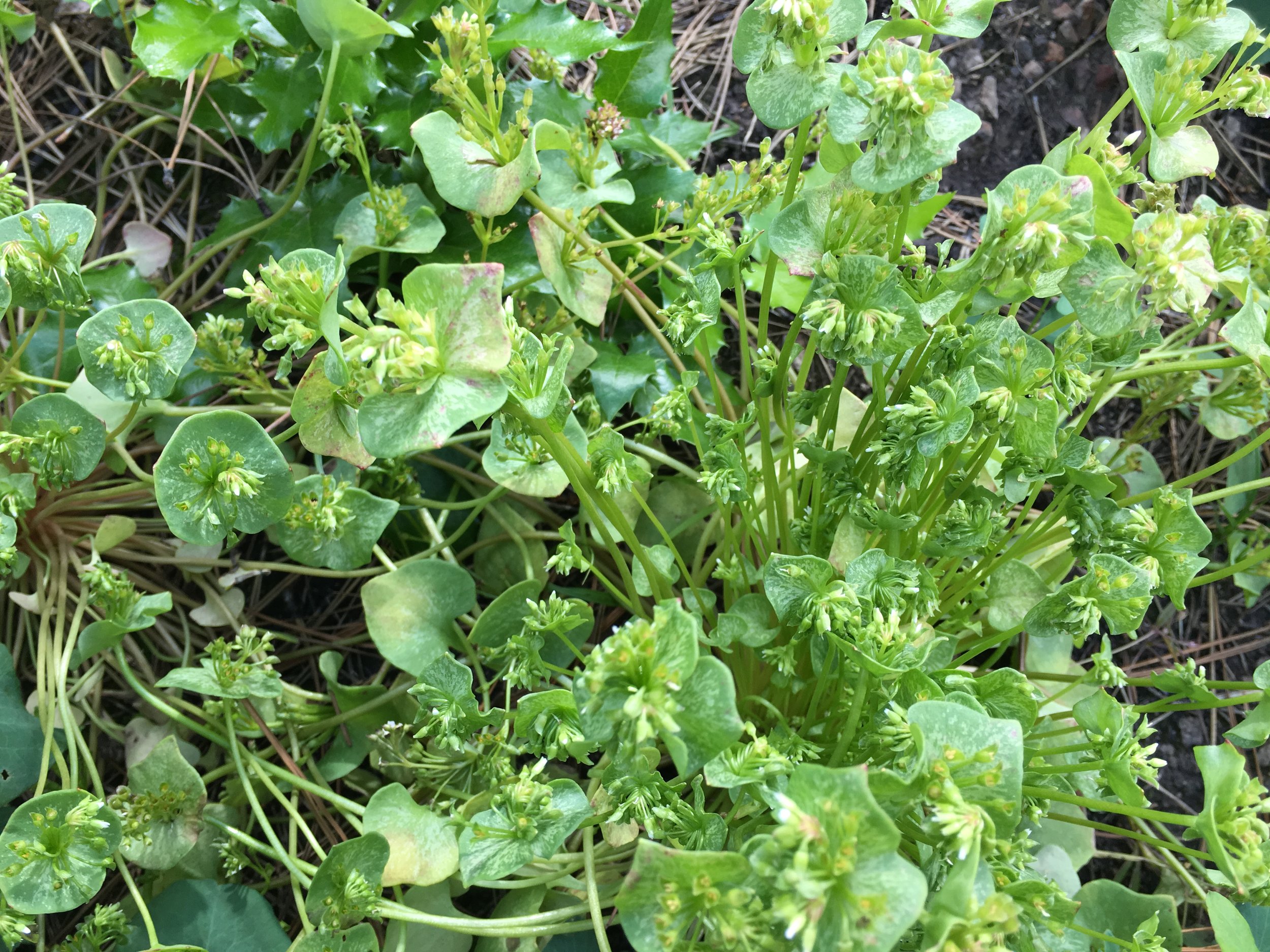 miners Lettuce