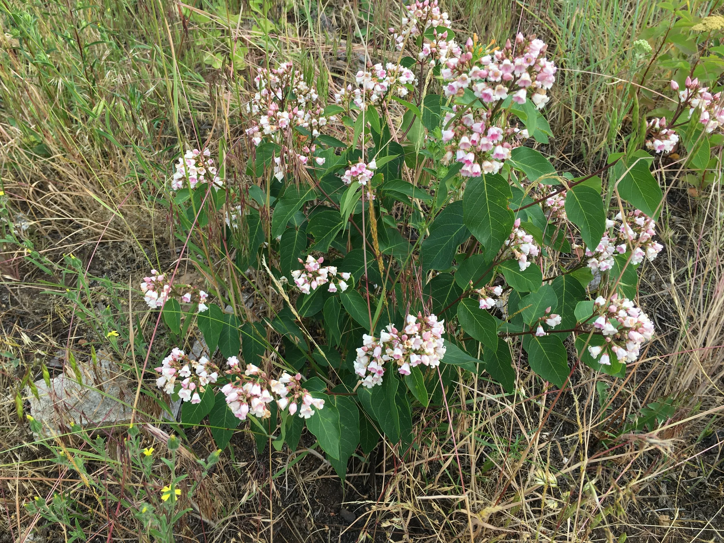Spreading Dogbane