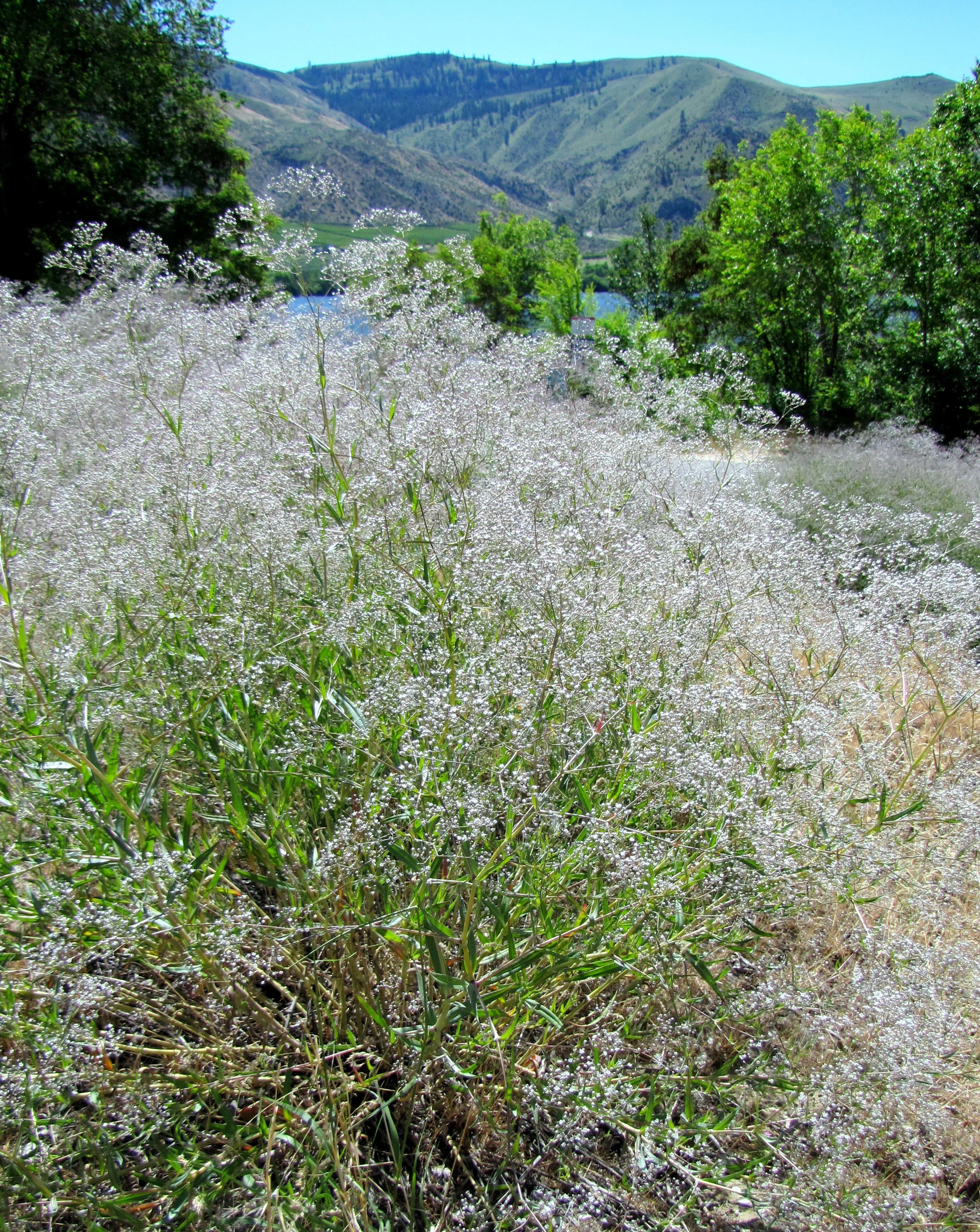 Baby's Breath