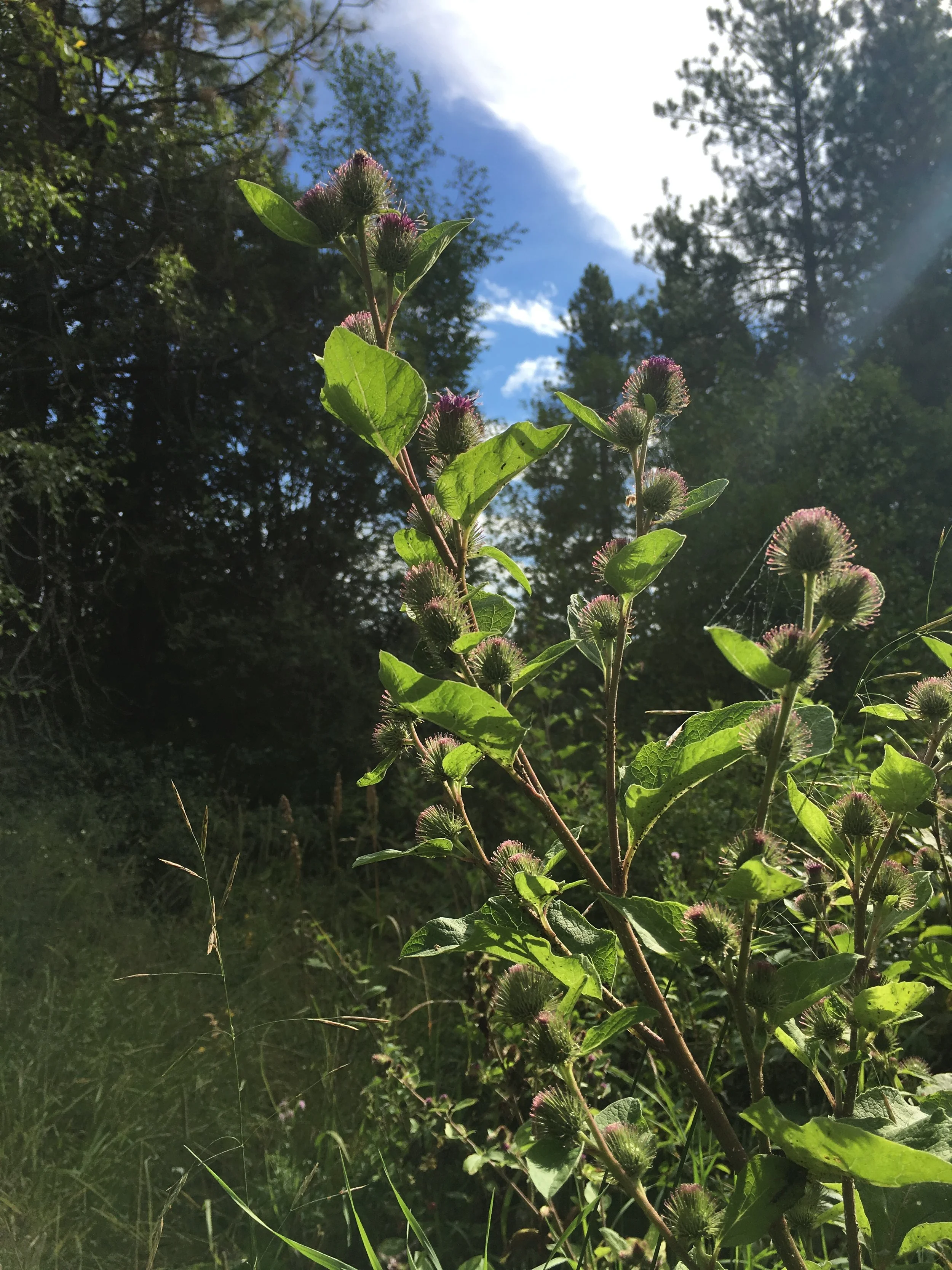 Common cocklebur