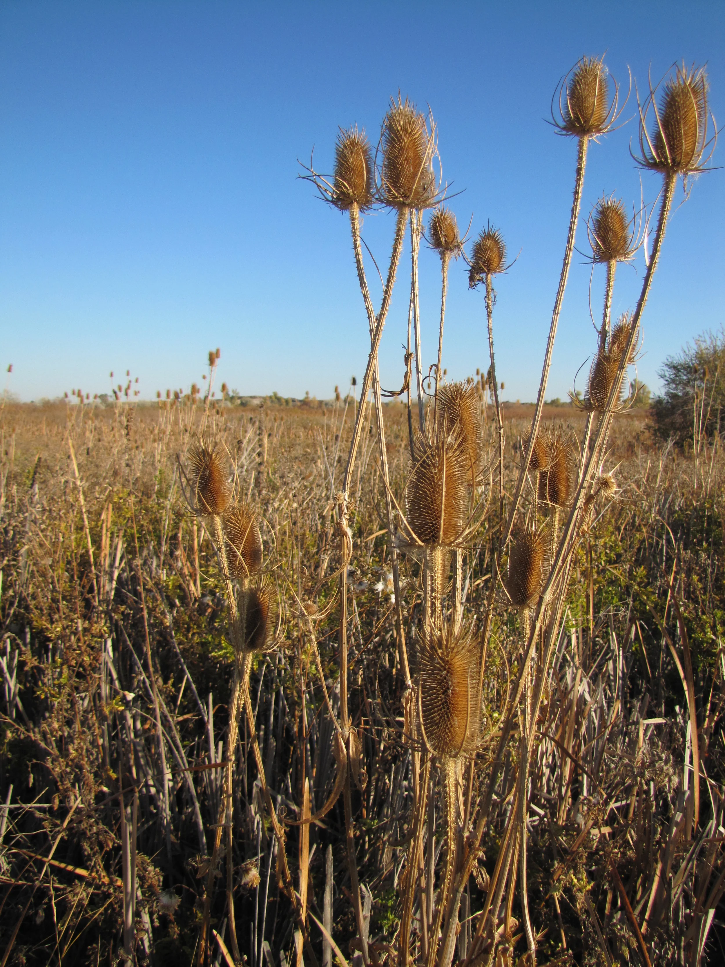 Common teasel 