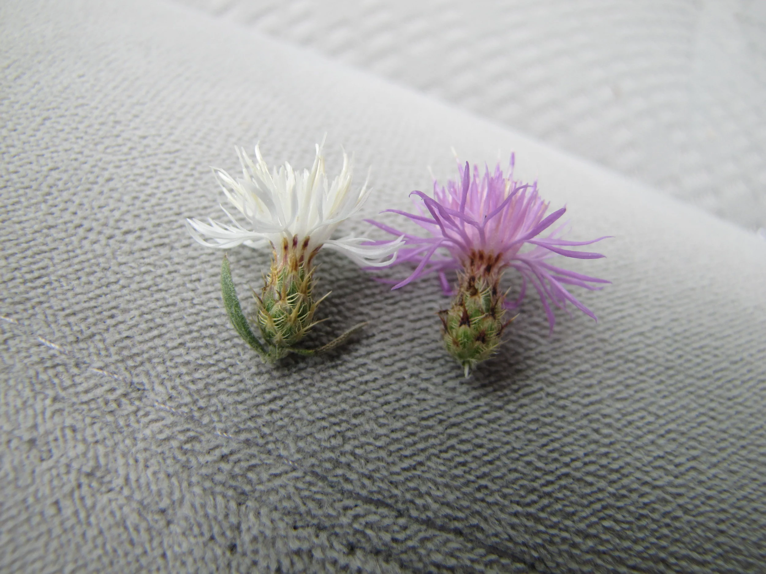 Chelan County Noxious Weed Board Spring Re-certification Class