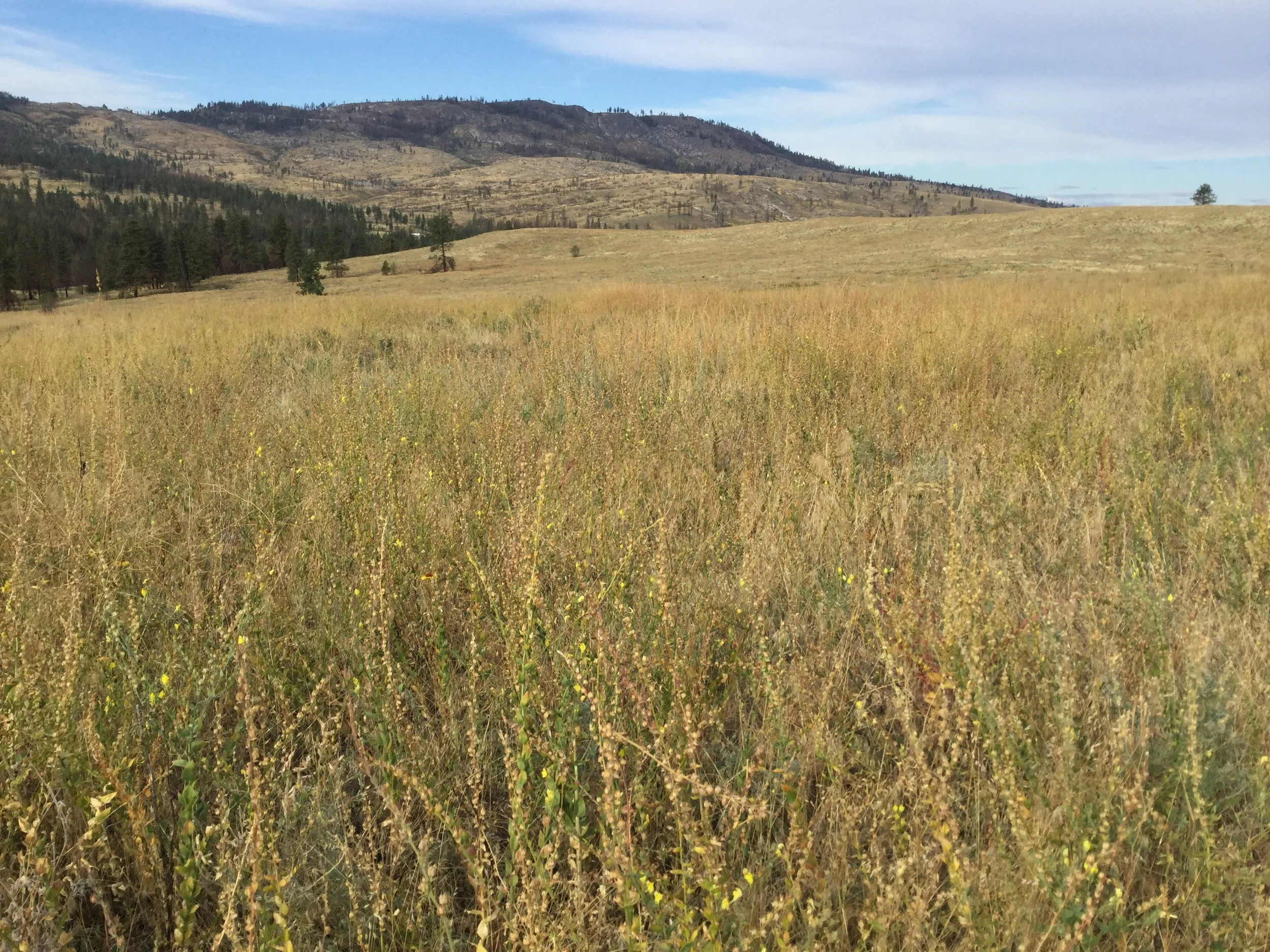 Pictured above shows a mass of dried and dead Dalmatian toadflax plants. This area was burned in 2015. 