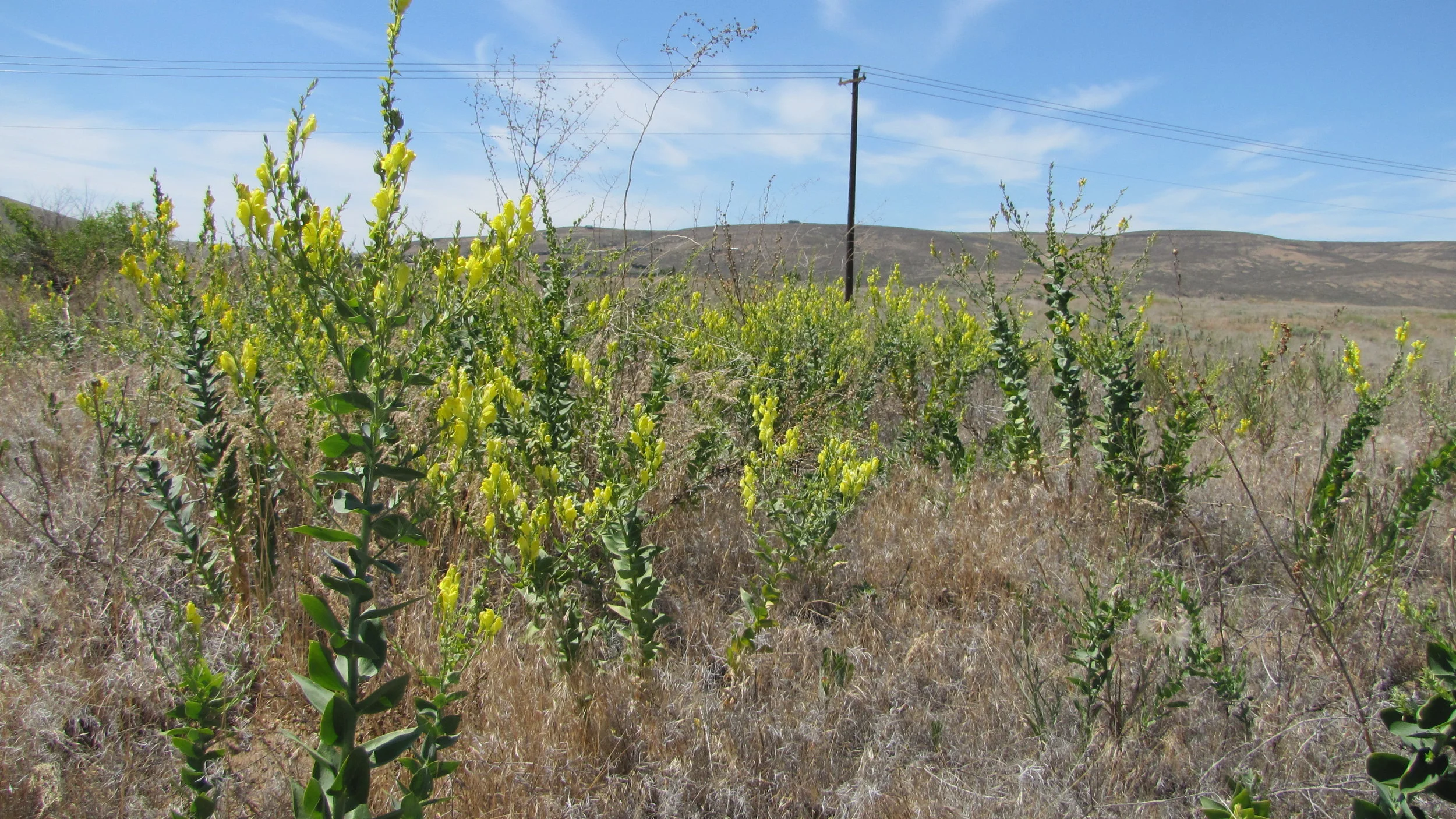 Dalmatian toadflax thrives in Eastern Washington's rangelands. 