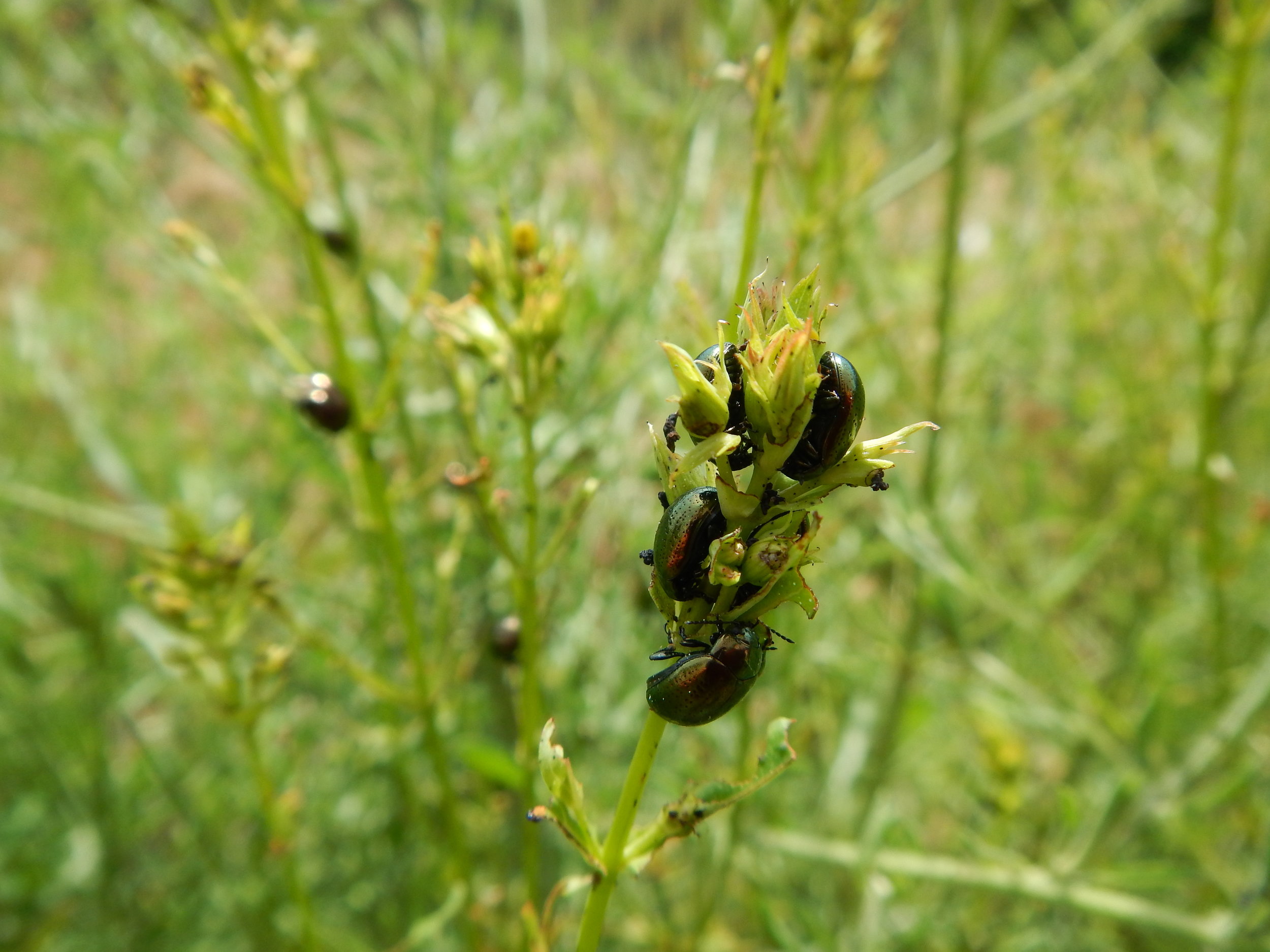 Chrysolina spp. Klamath weed beetles 