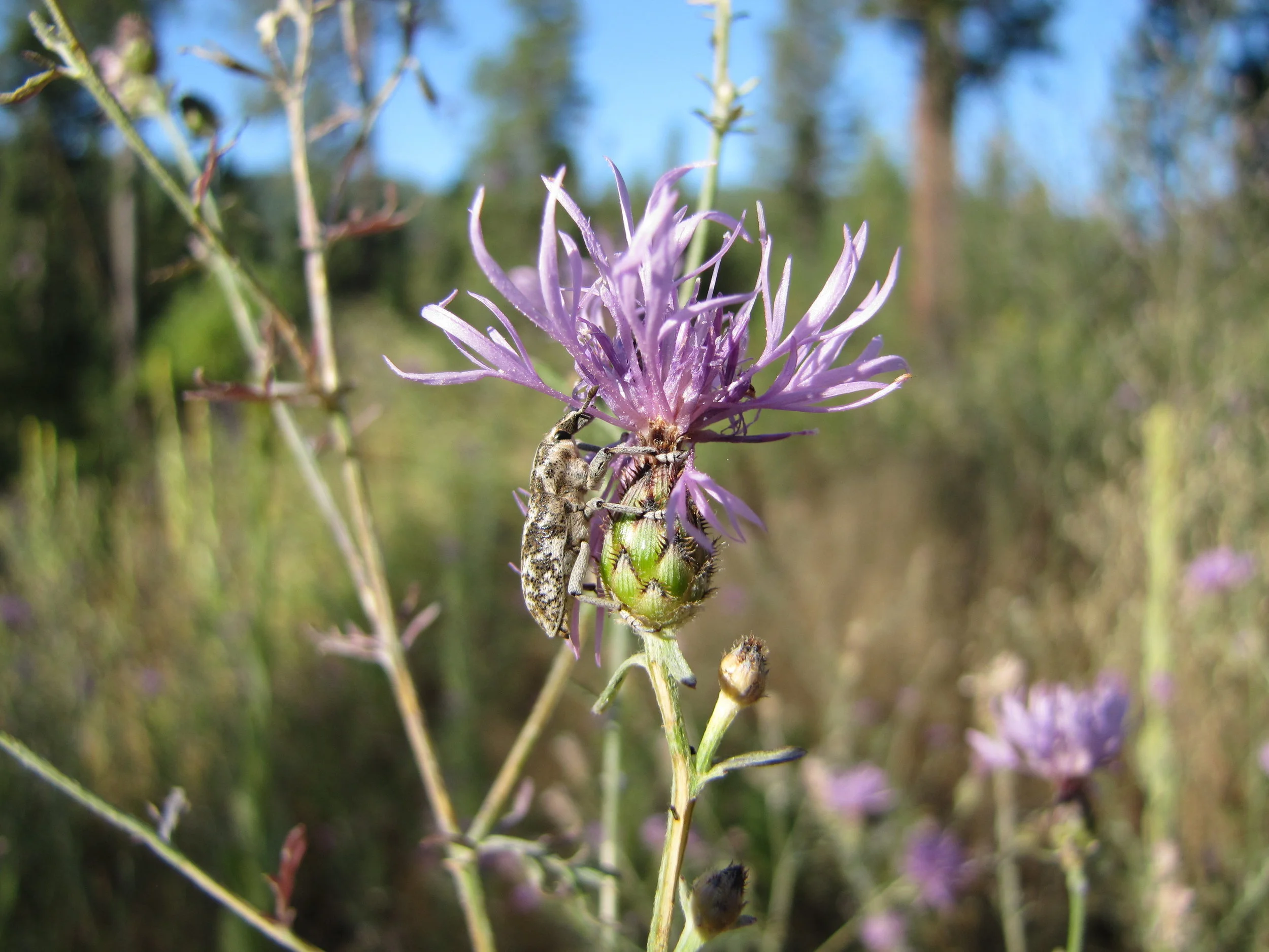 Cyphocleonus achates, knapweed root boring weevil 