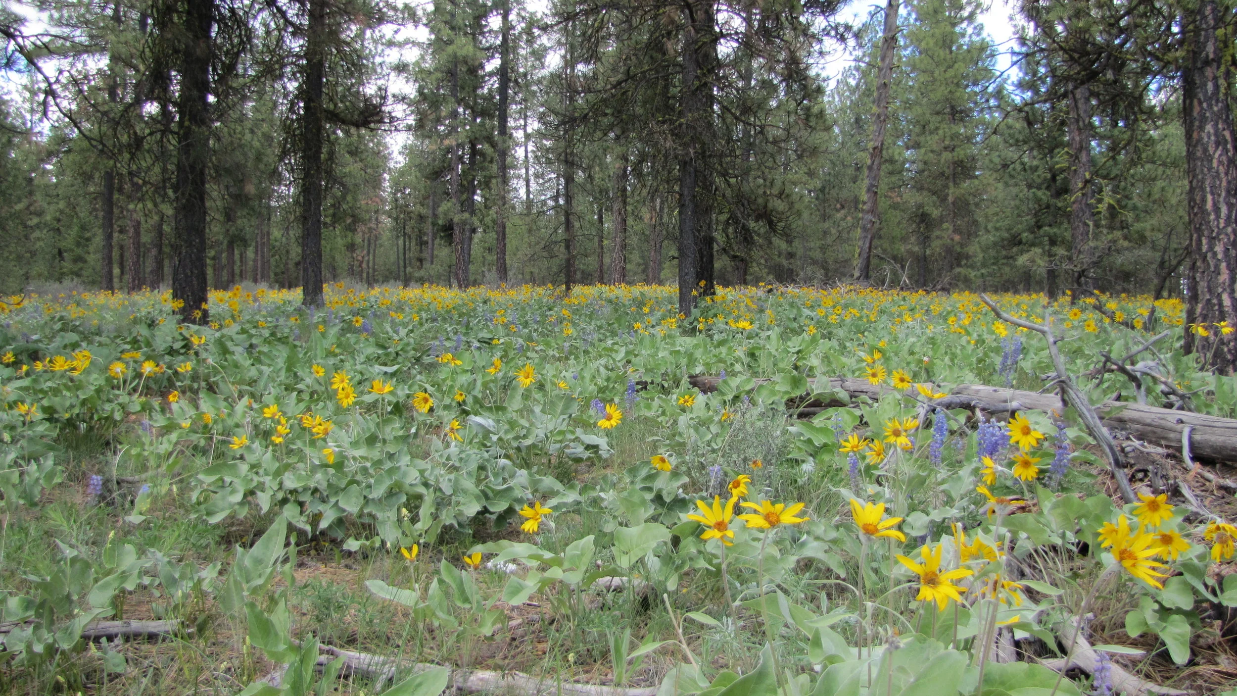 A weed free place on the Colville Reservation is a beautiful sight to see.