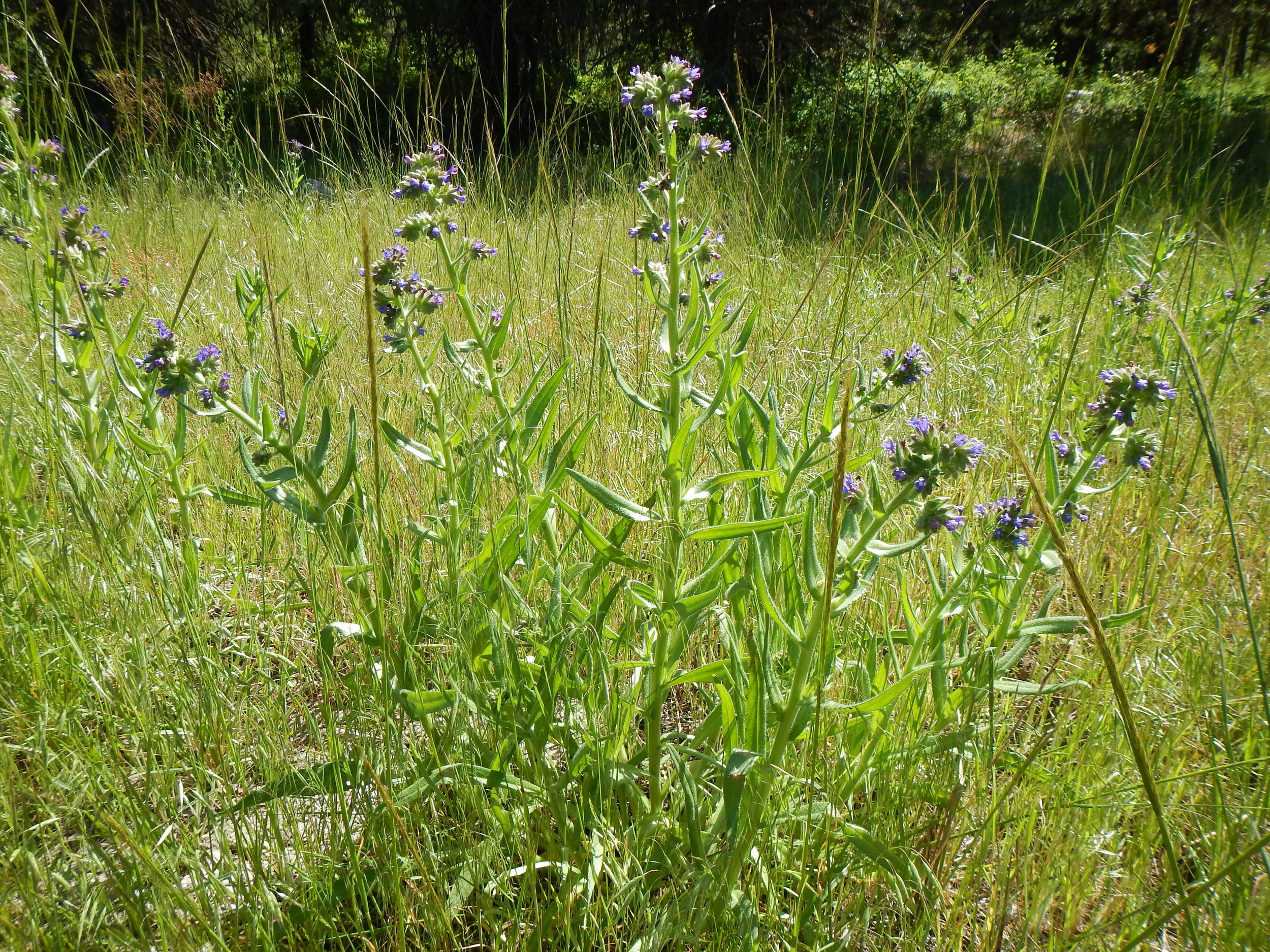 Common bugloss