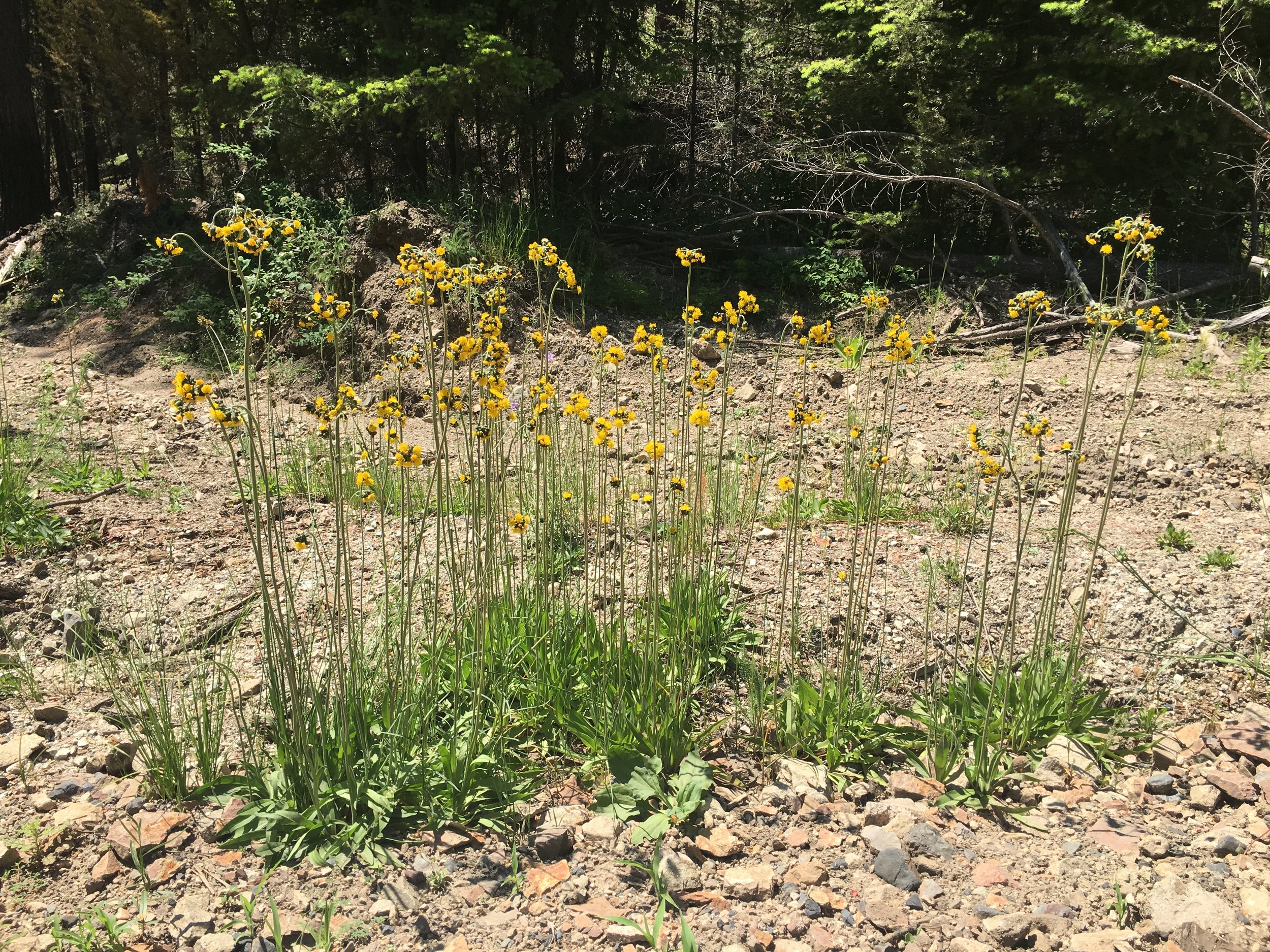 Yellow hawkweed