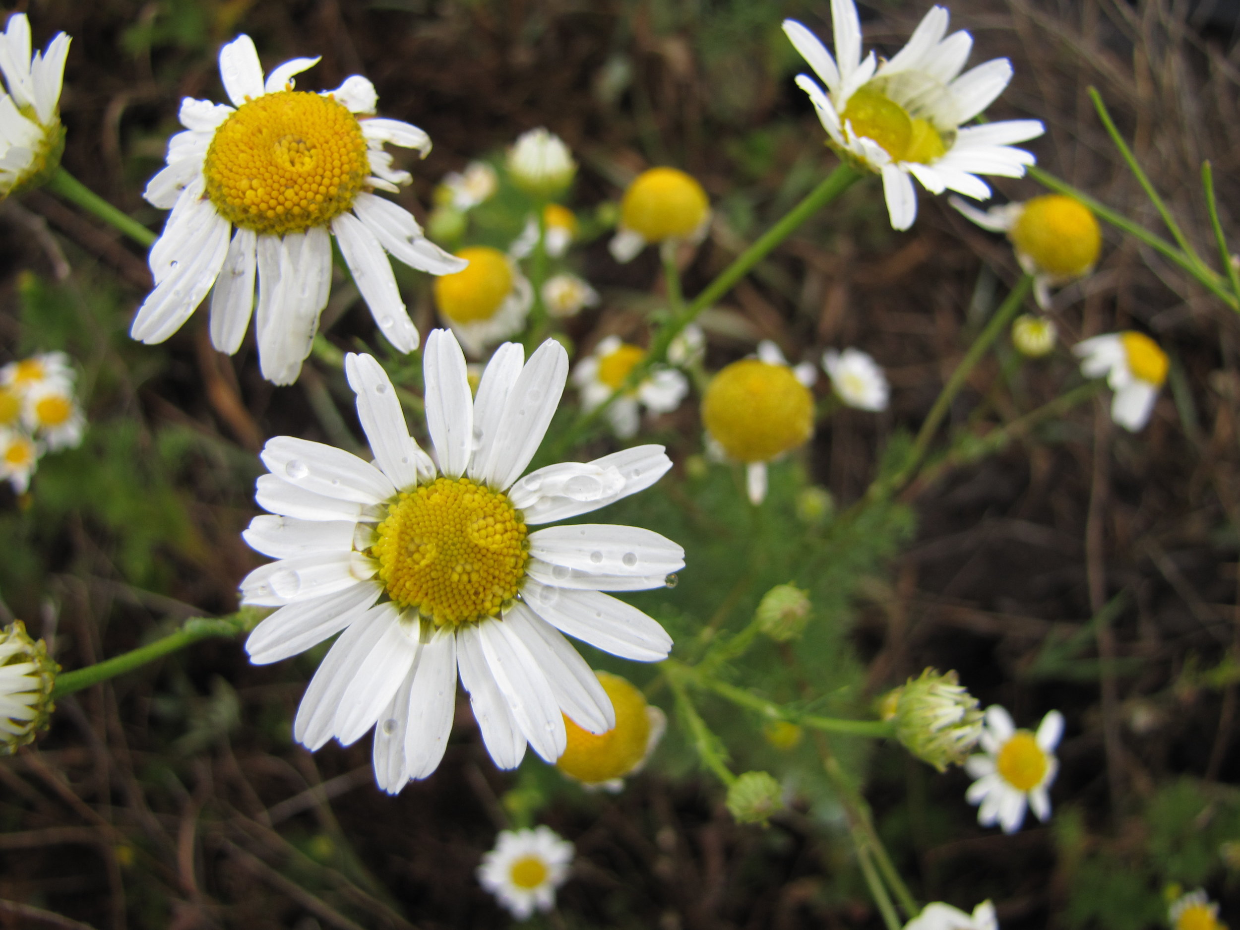 Scentless mayweed