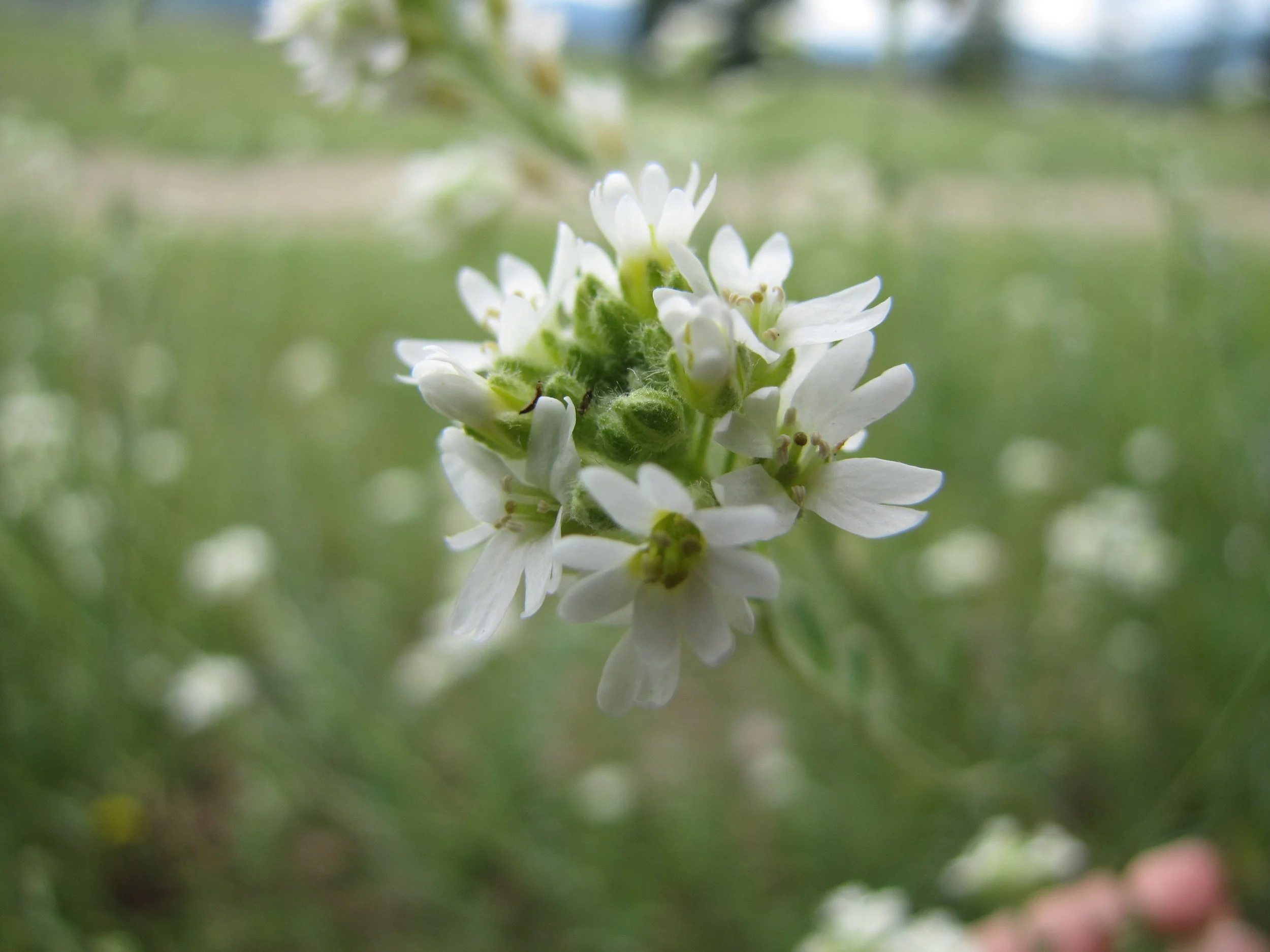 Hoary Alyssum