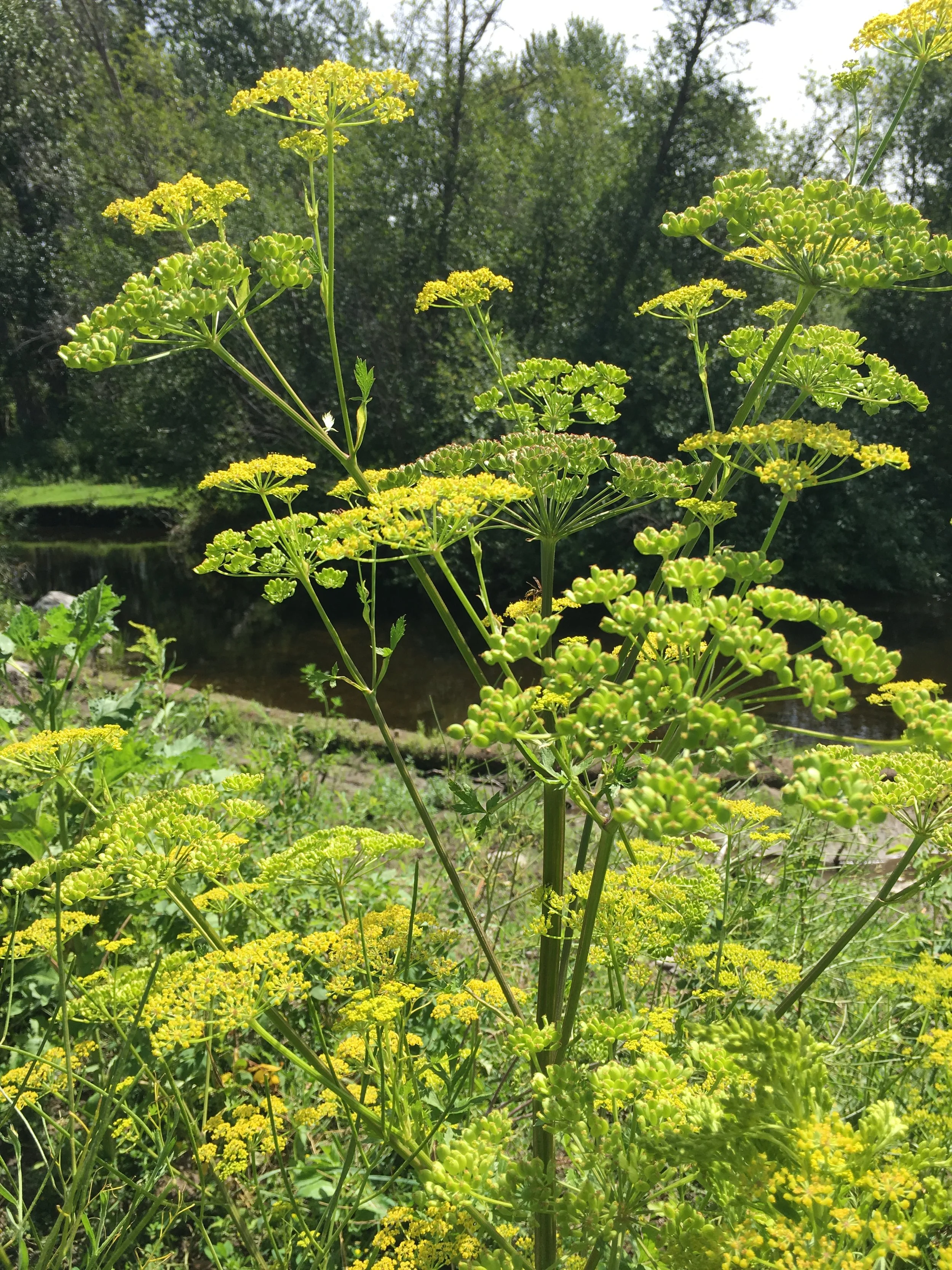 Wild Parsnip