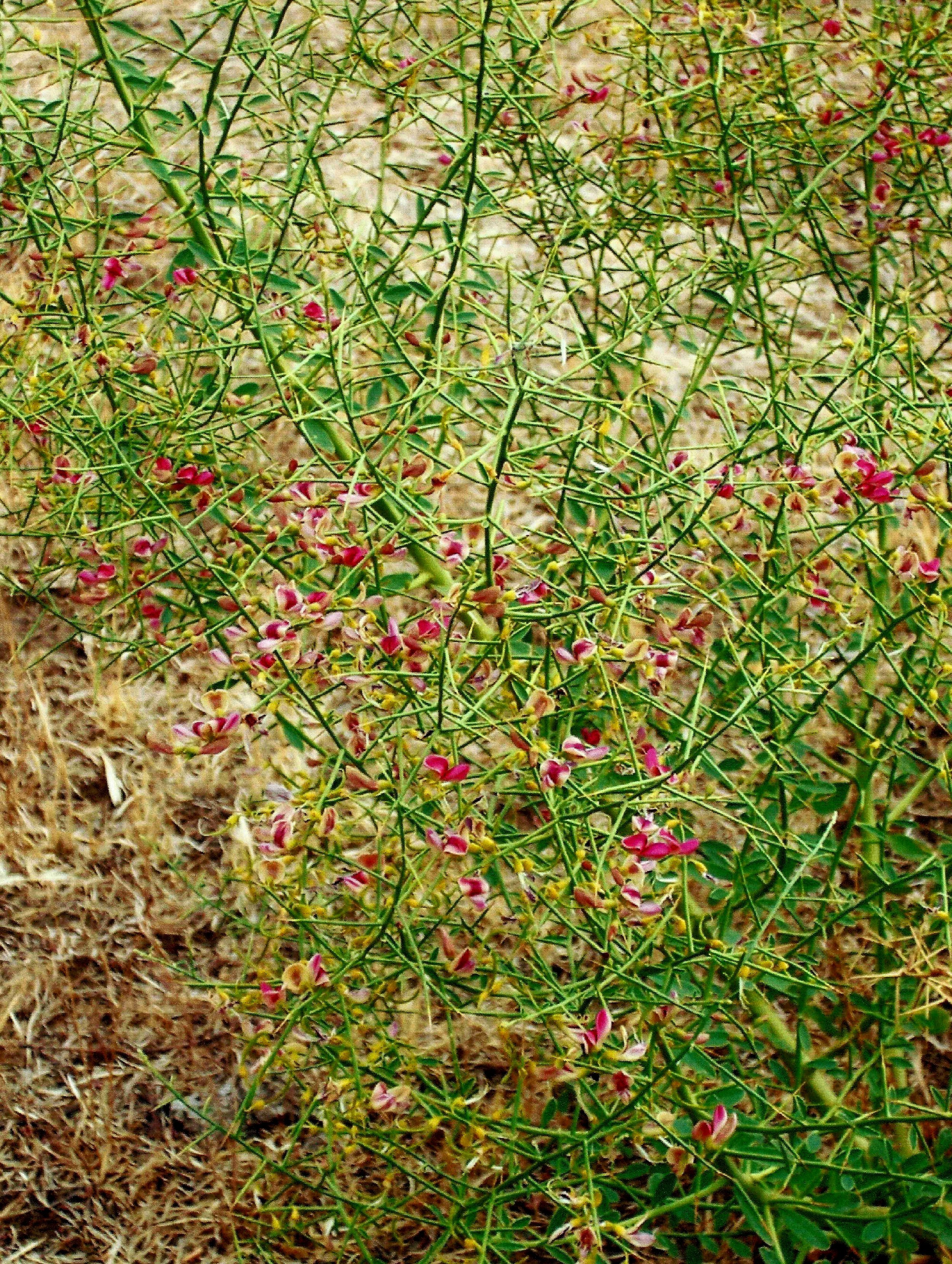 Camelthorn is not known to currently exist on the Colville Reservation, if you think you have found this plant please call 509-634-2338 to report it.&nbsp;