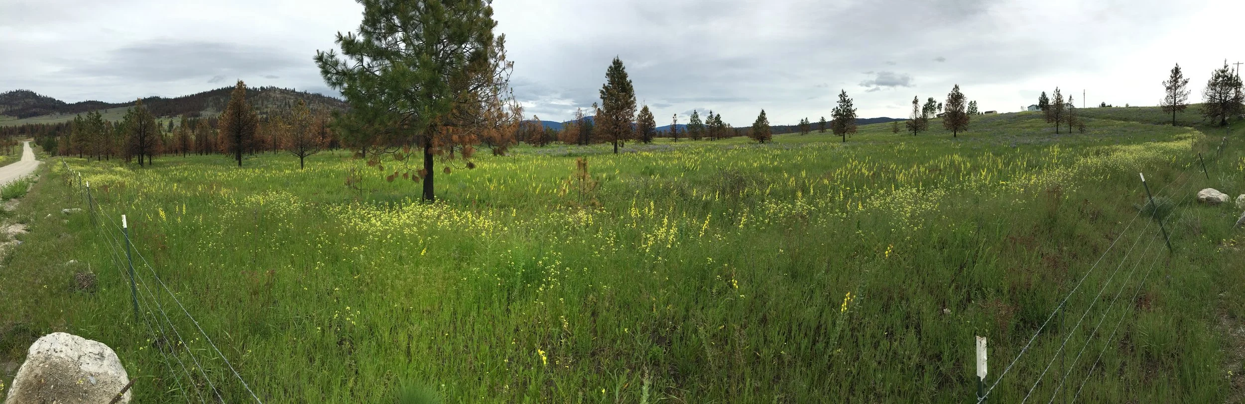 Dalmatian toadflax will often explode in an area after a wildfire. This picture was taken in the 2015 Tunk Block Fire area and much work has been done to release biological control to help control this invasive weed. 