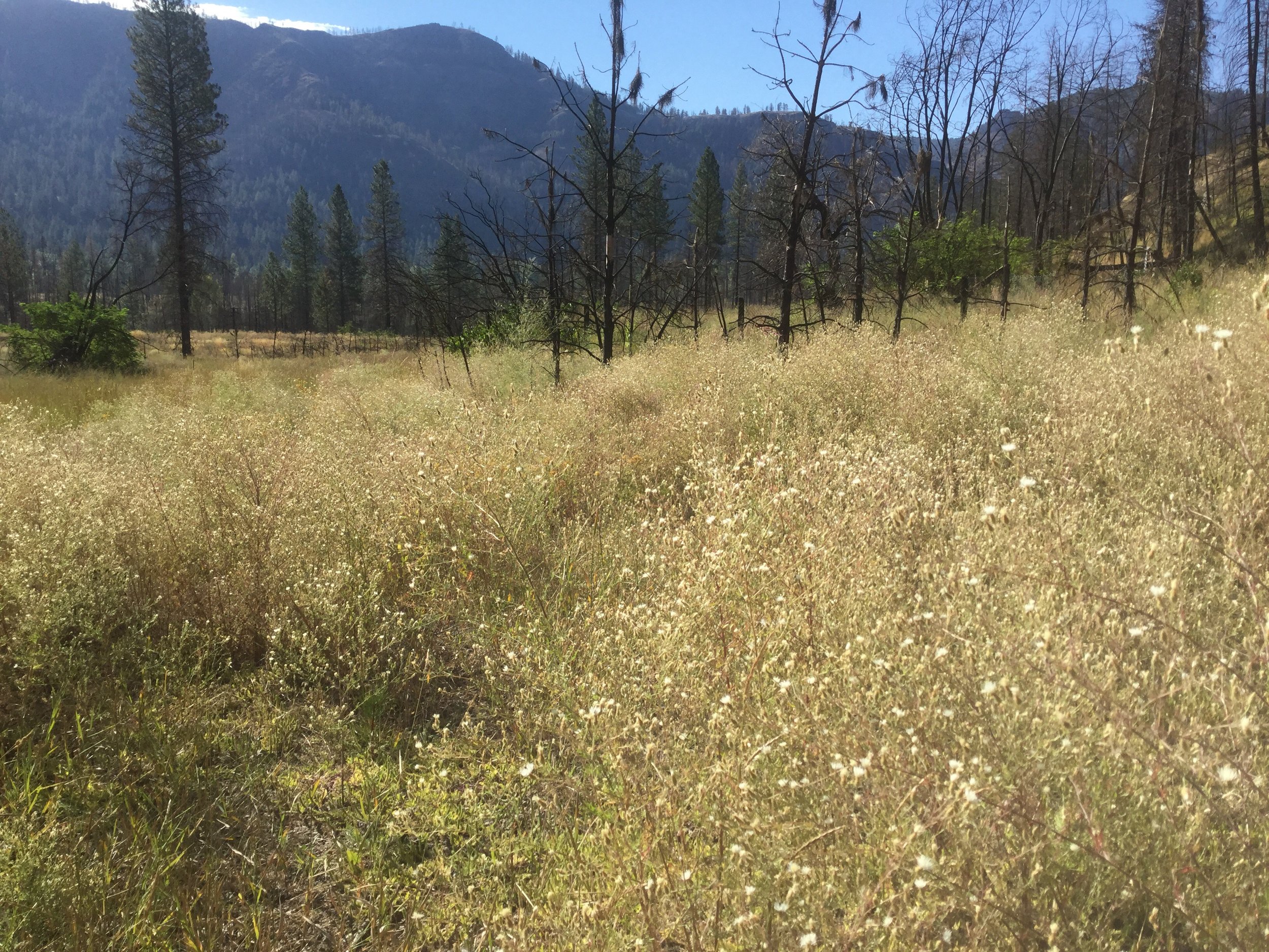 Diffuse knapweed 