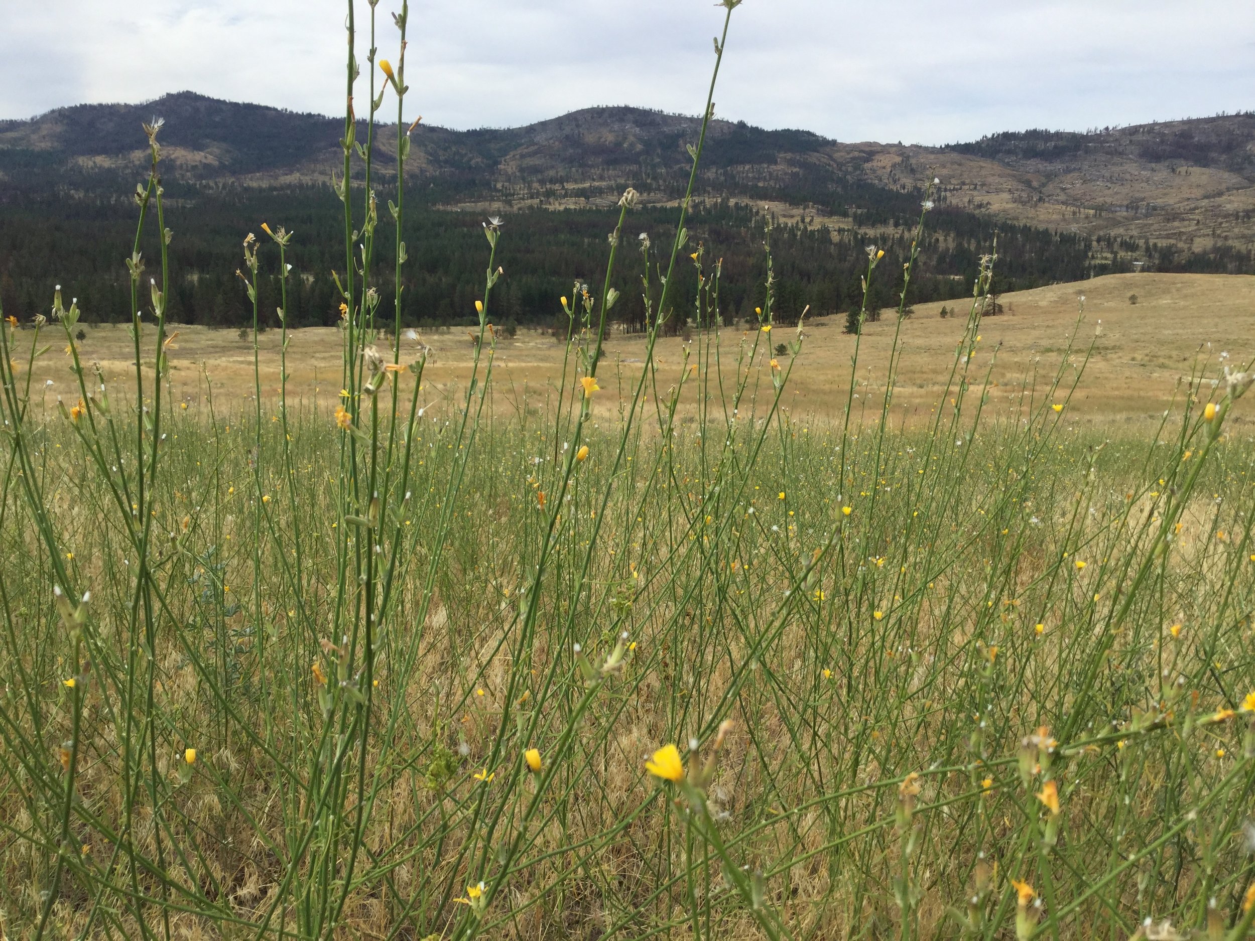 Rush skeletonweed