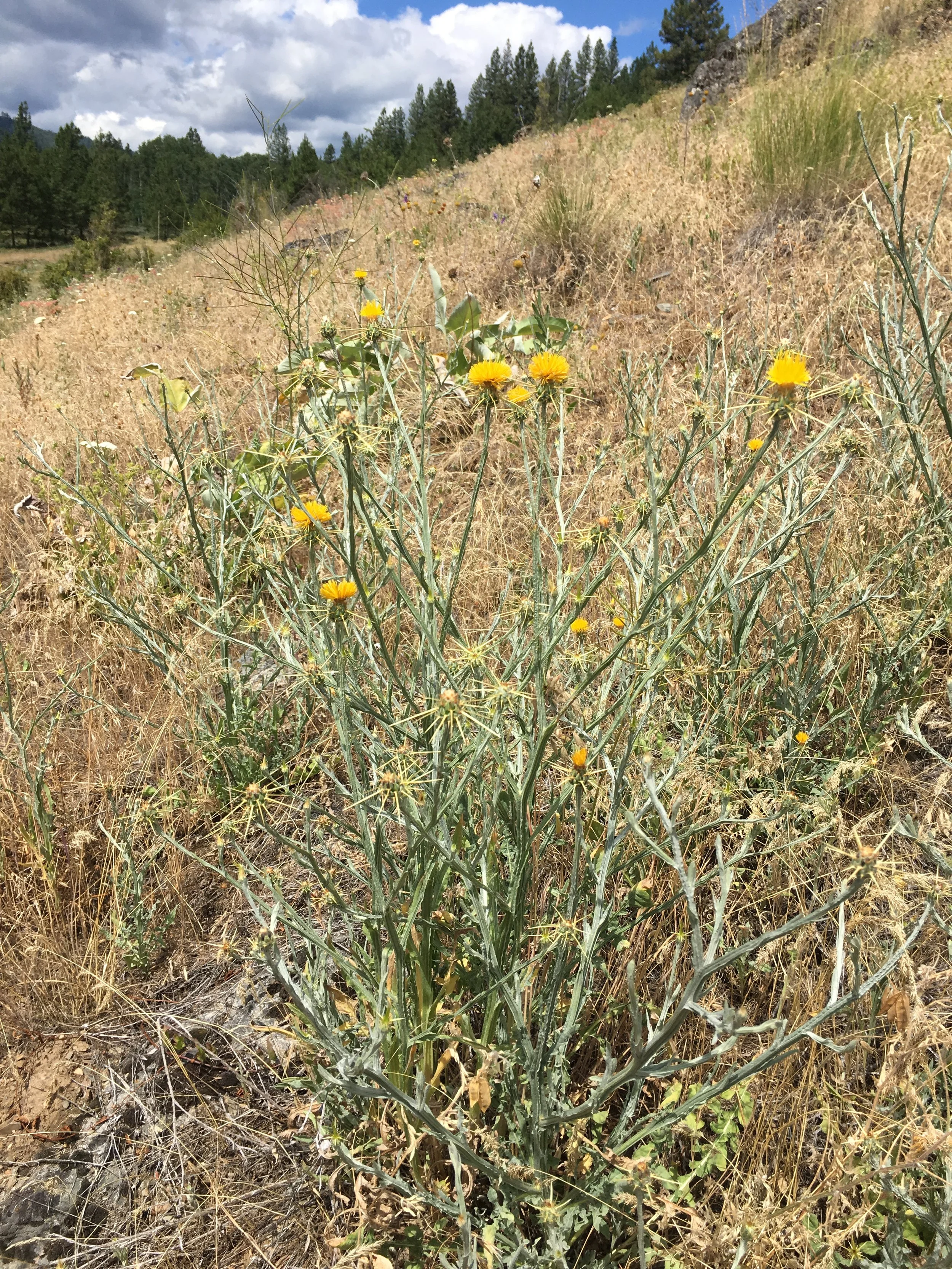 Yellow star thistle is a top priority weed for treatment. This plant is a member of the knapweed family. It has sharp spines under the bright yellow flower. This plant can cause chewing disease in horses. 