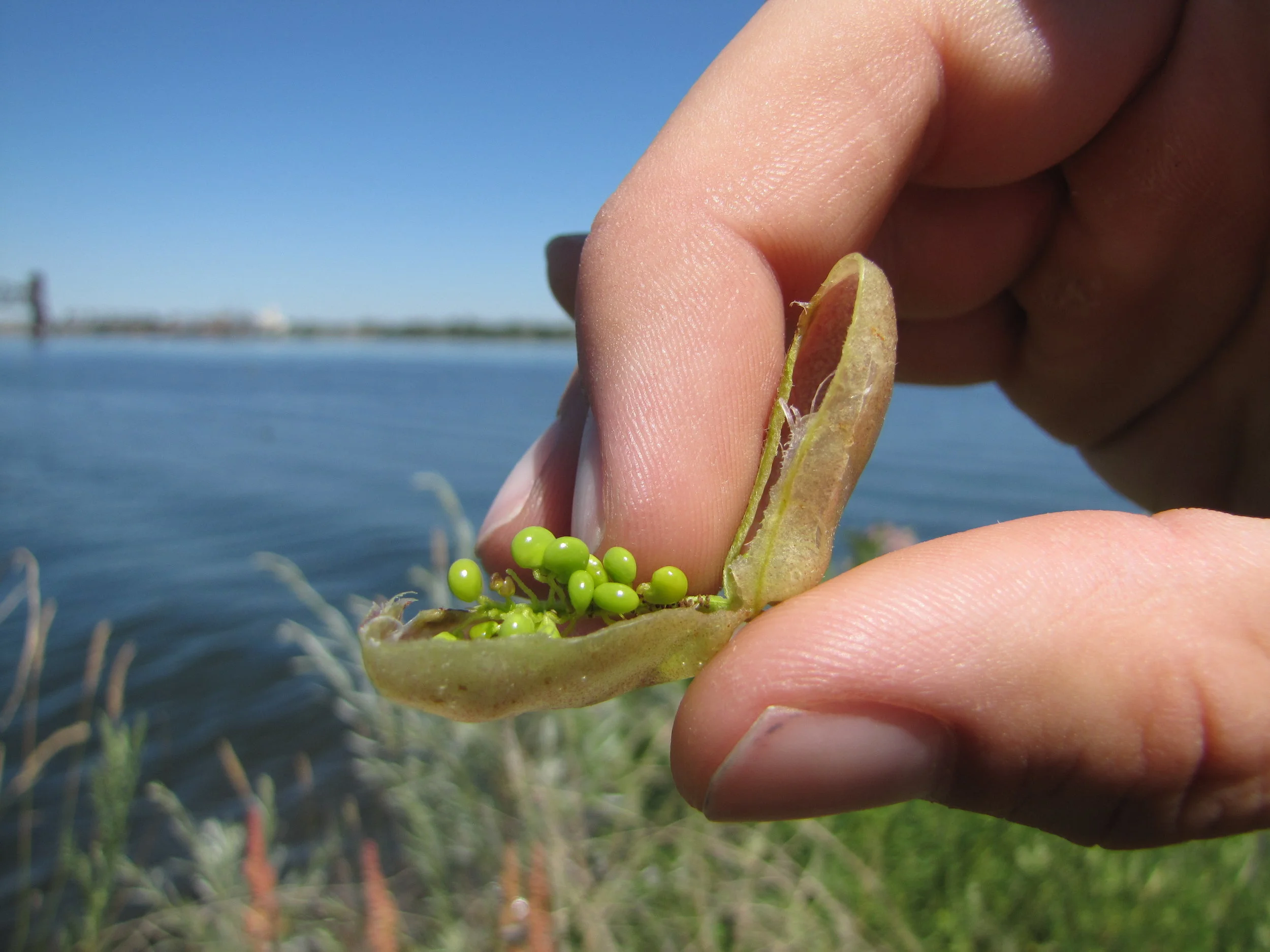A key characteristic of Swainson pea is the inflated seed pods it produces. 