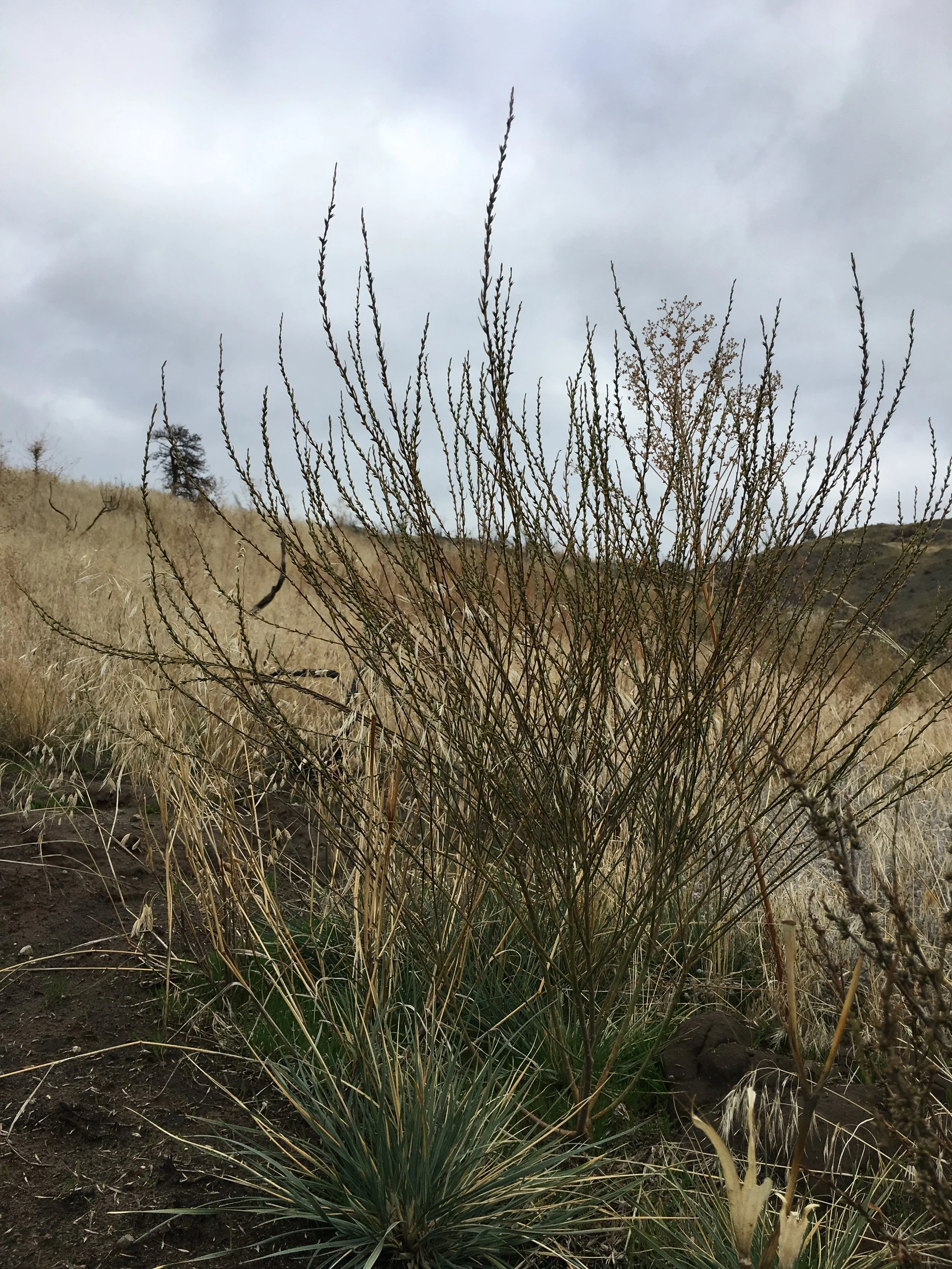 Spurge Flax