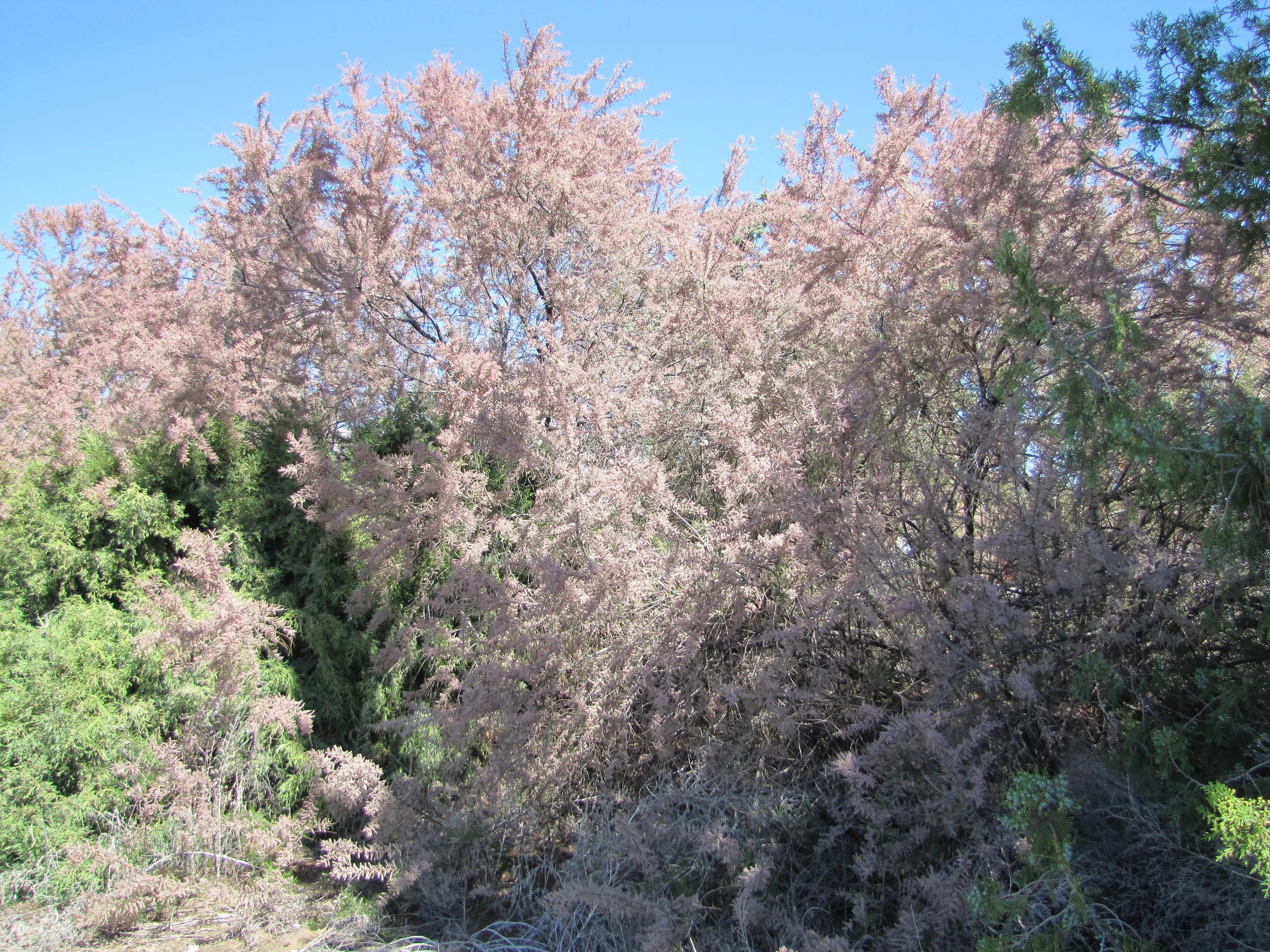 Saltcedar
