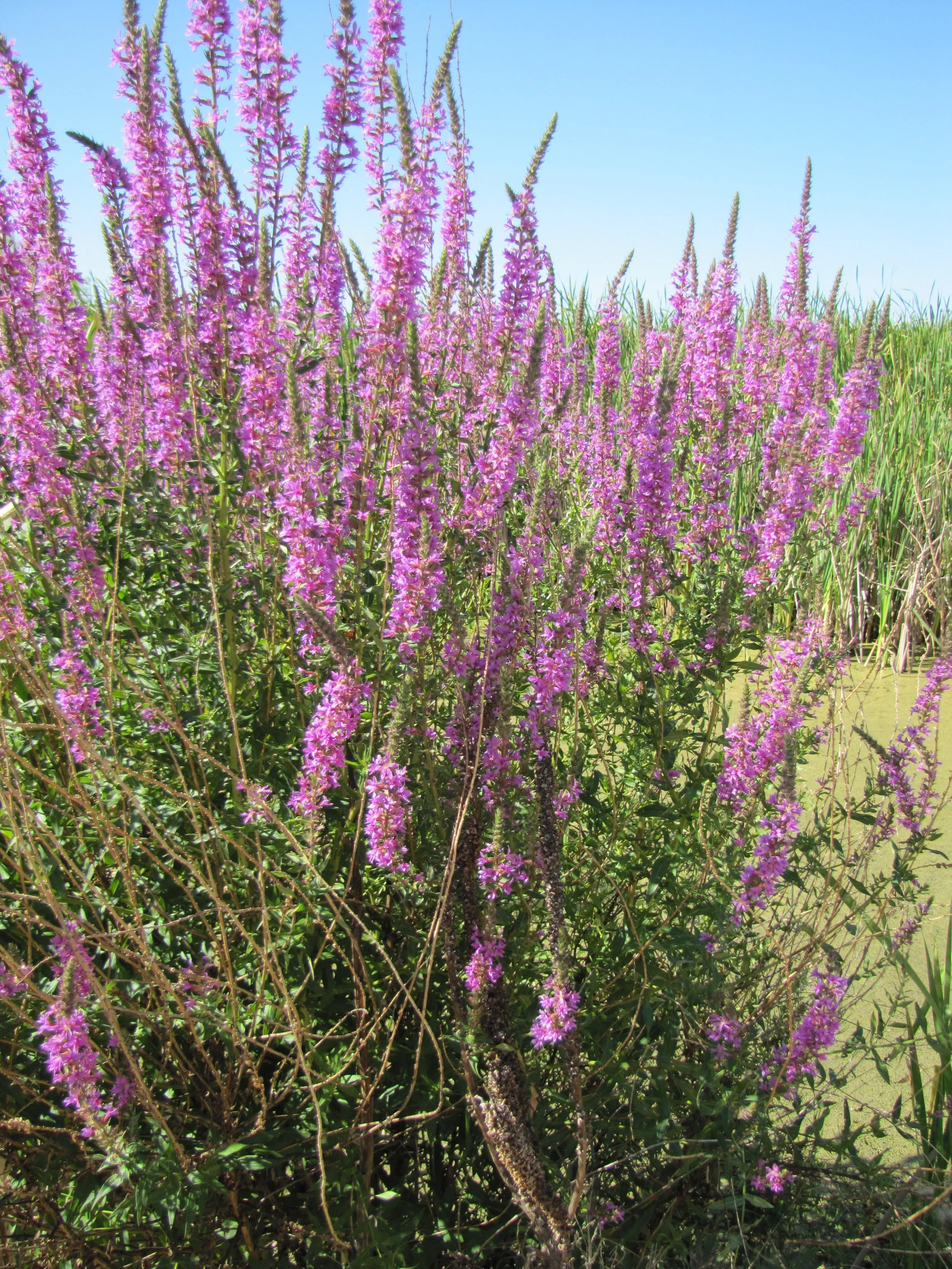 Purple Loosestrife