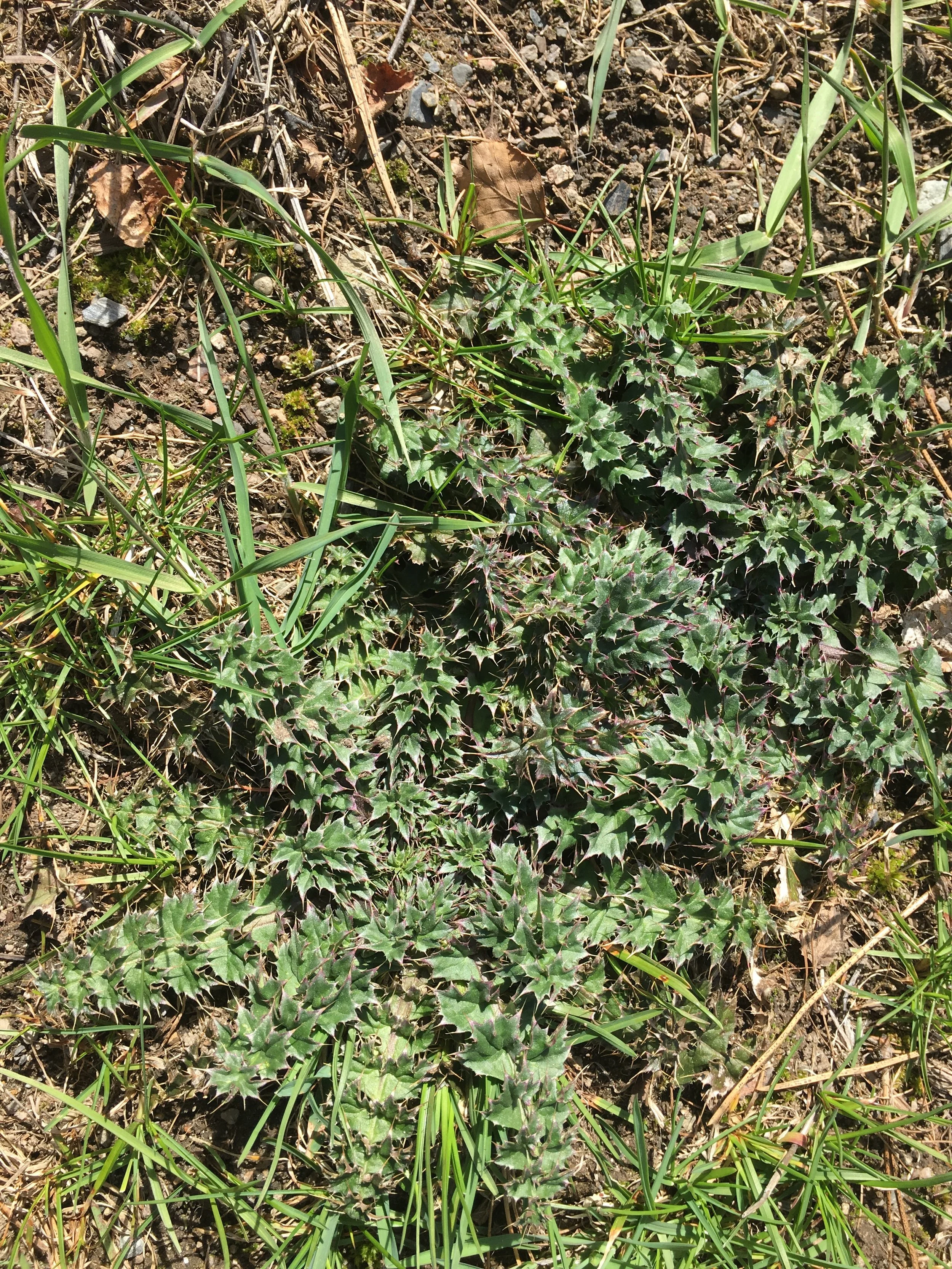Plumeless Thistle 