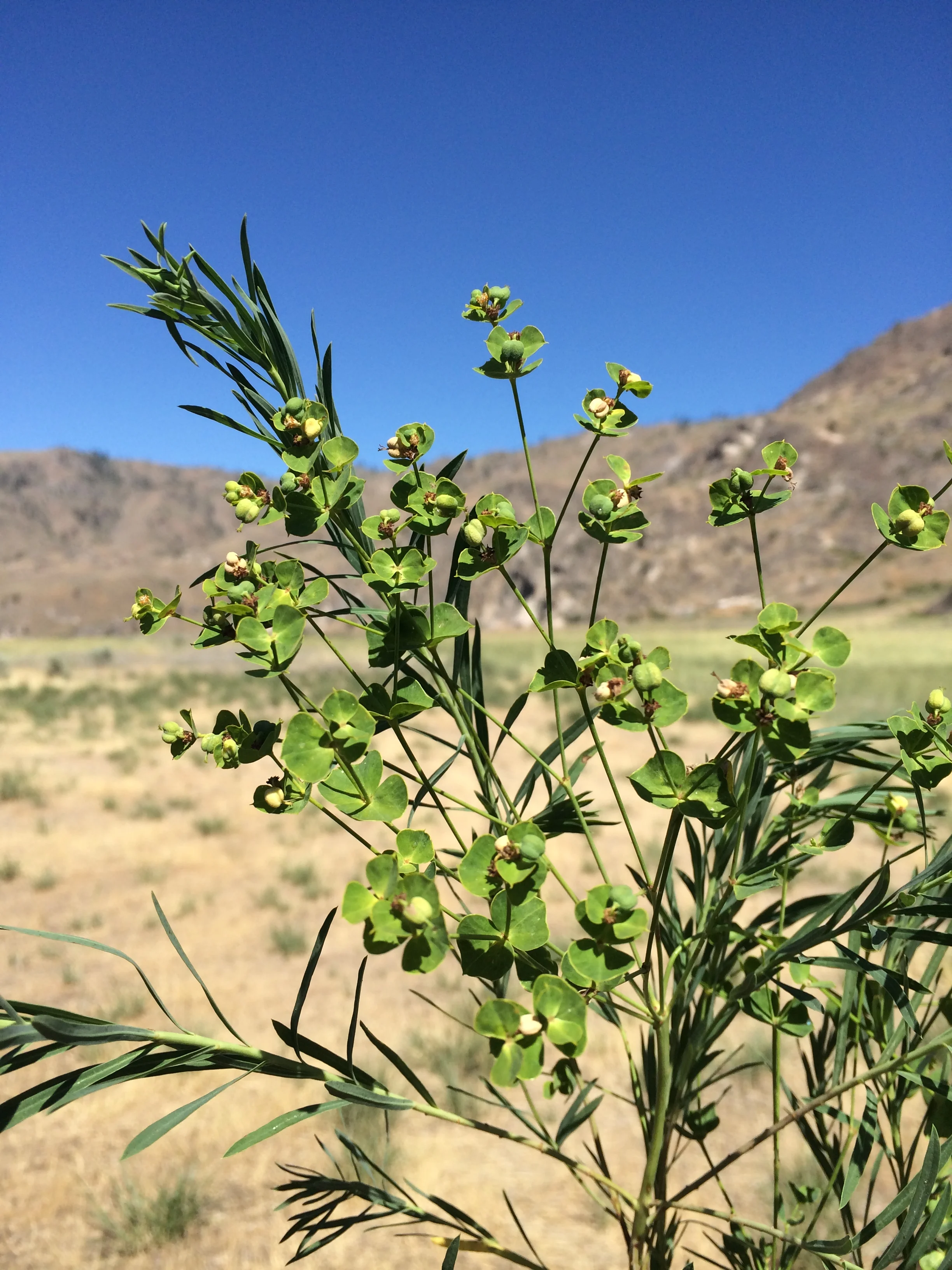 Leafy Spurge