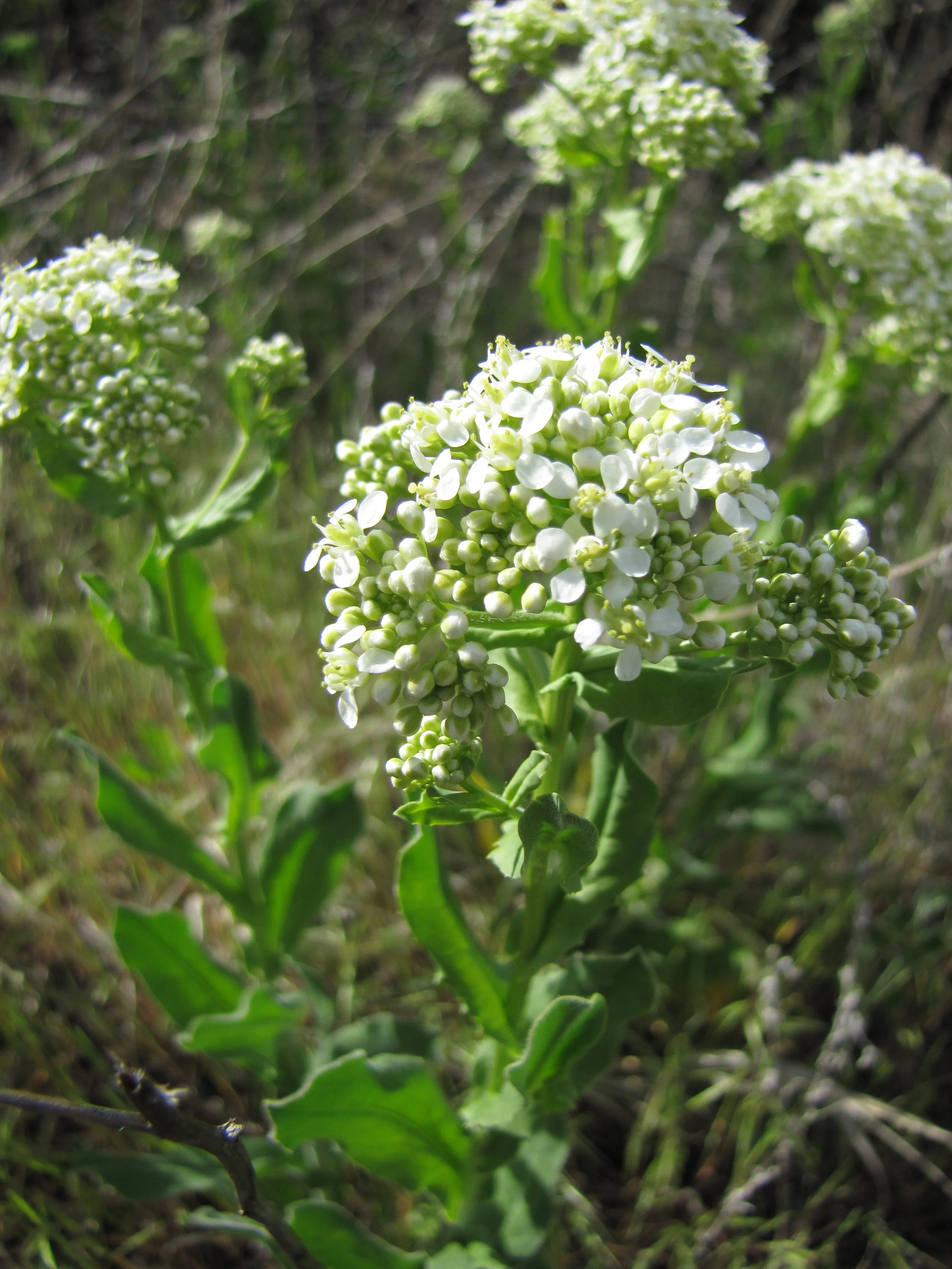 Hoary Cress