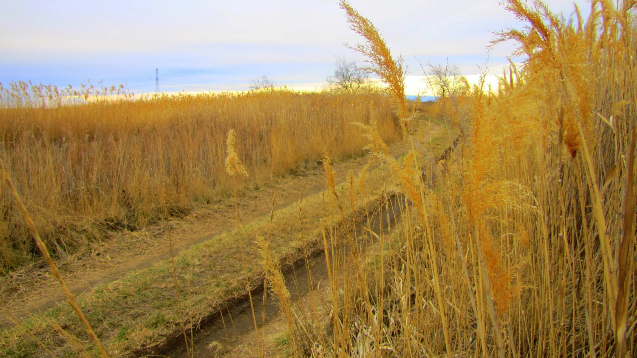 Common Reed