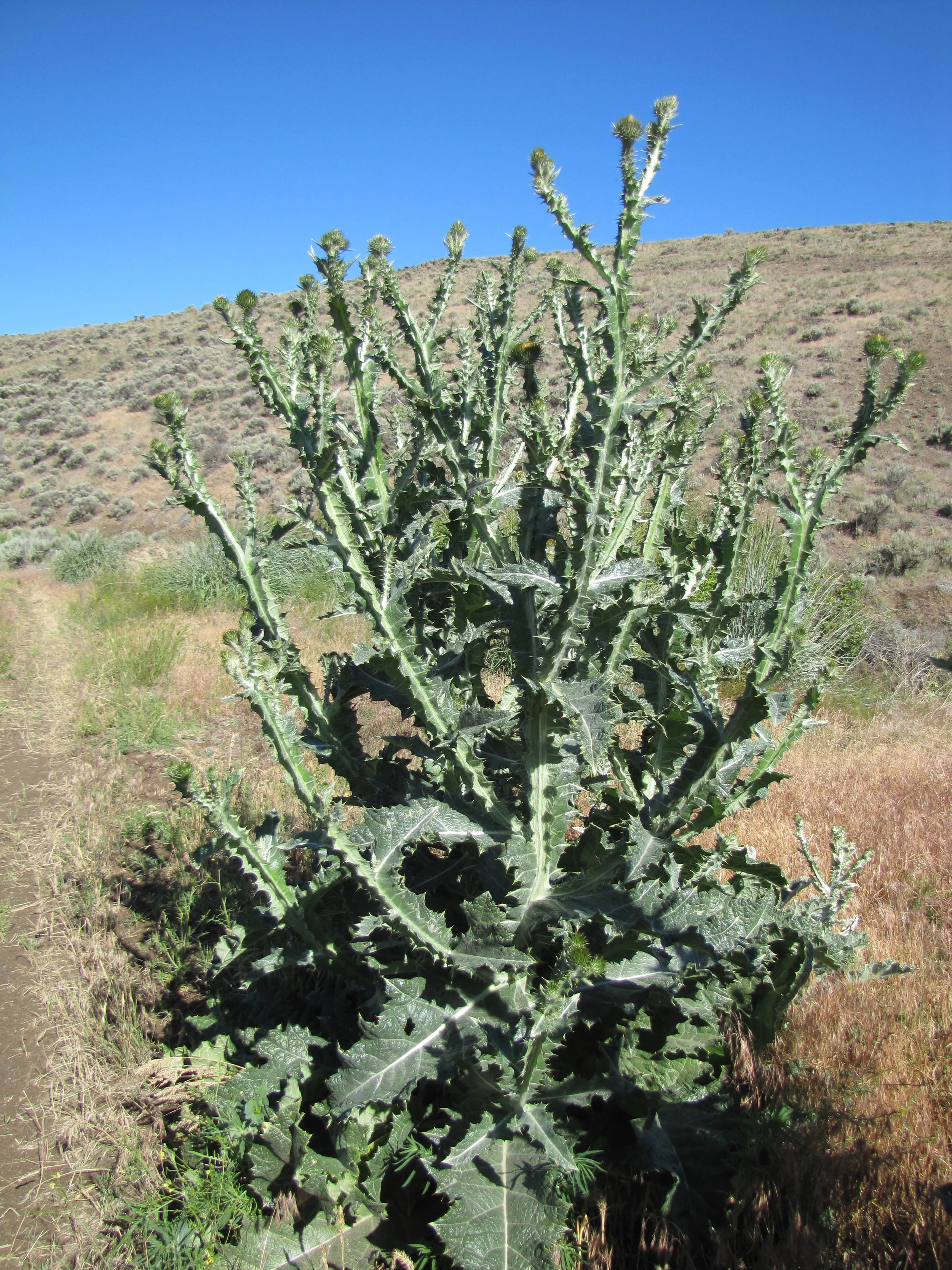 A fully mature Scotch thistle plant can reach heights higher than 6 feet! 