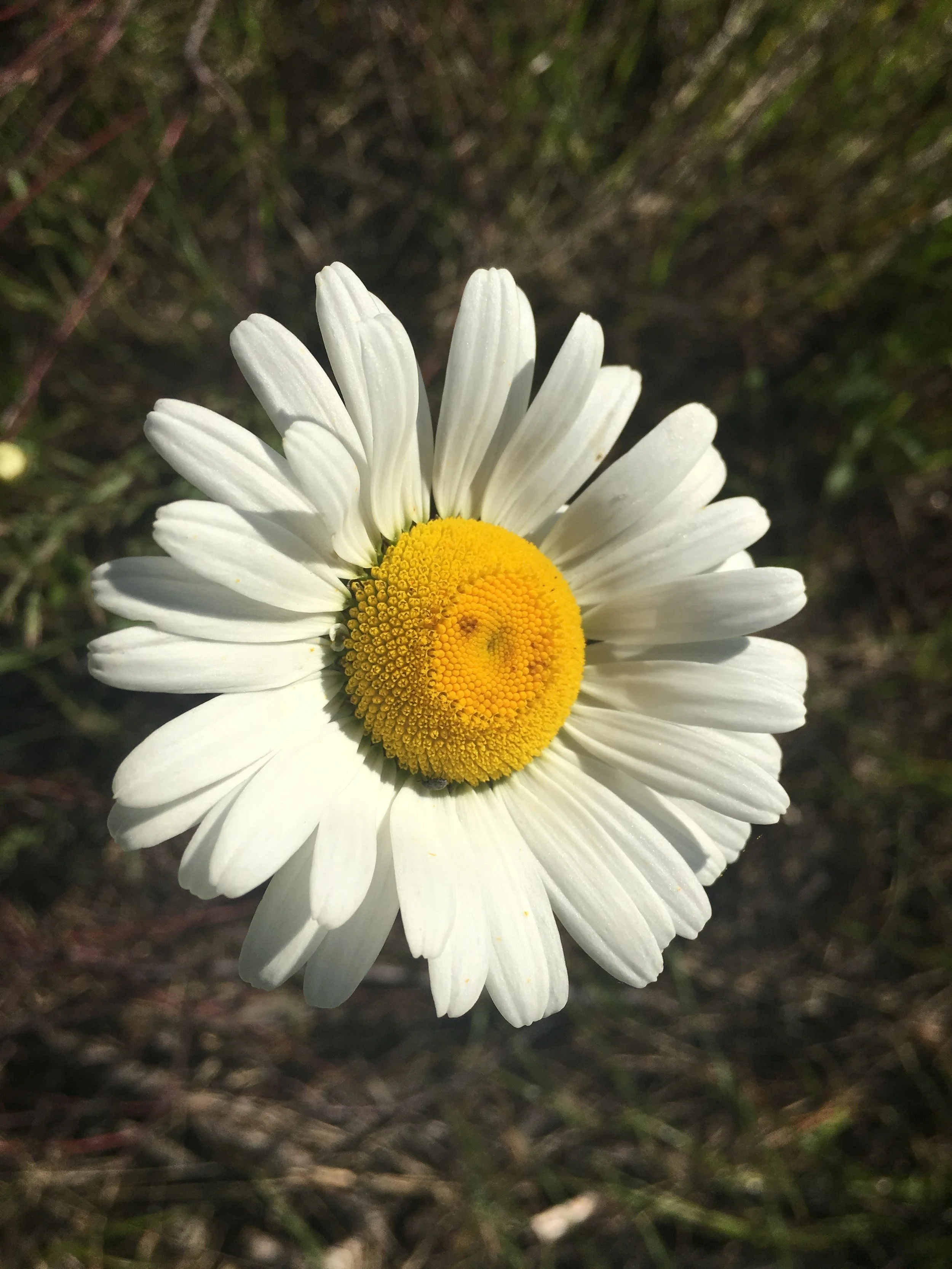 Okanogan Noxious Weed Control Board Recertification Workshop 