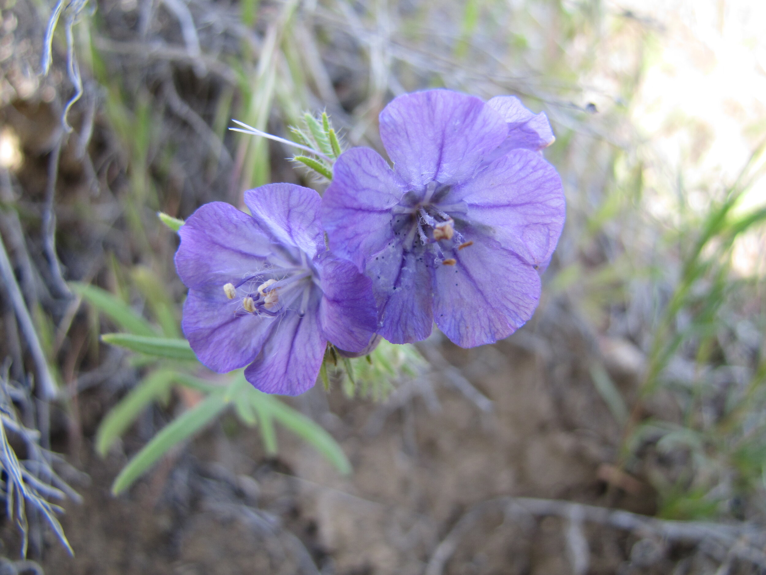 Lewis flax, Linum lewisii