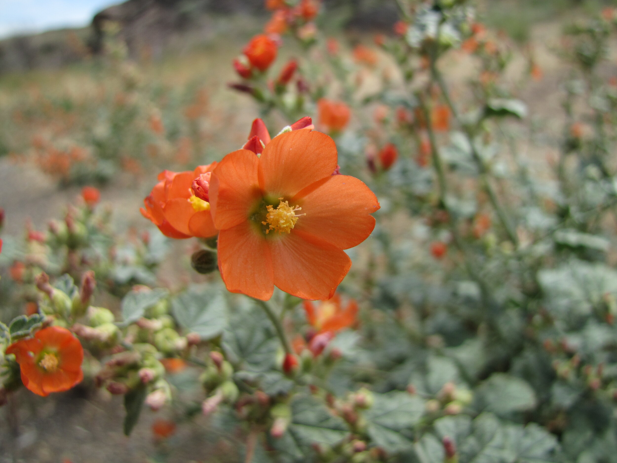 Munro's globemallow, Sphaeralcea munroana