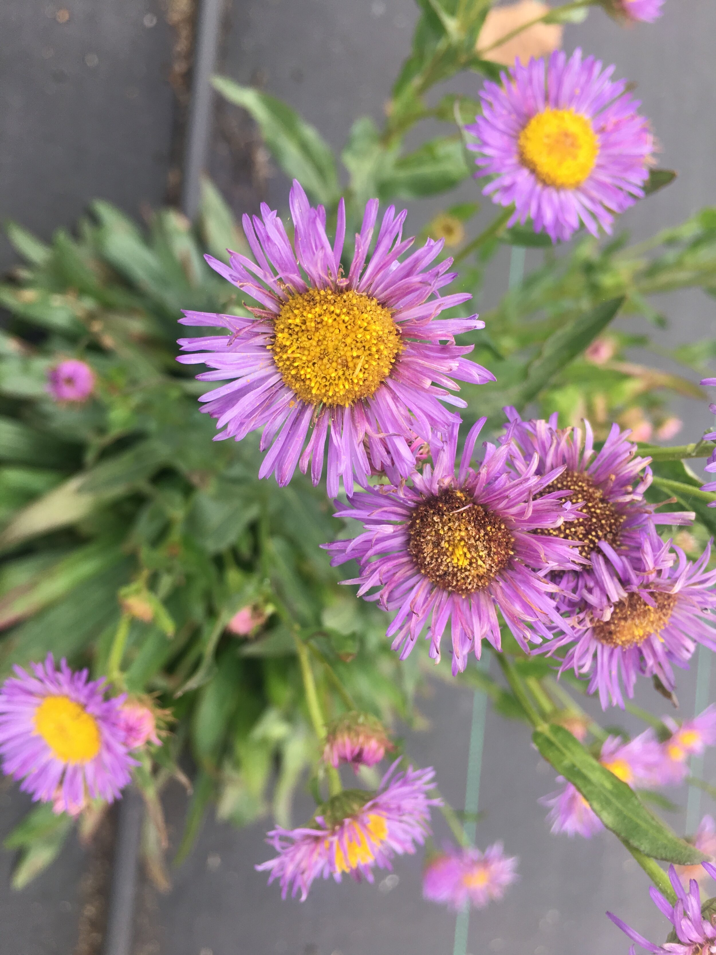 Aspen fleabane, Erigeron speciosus