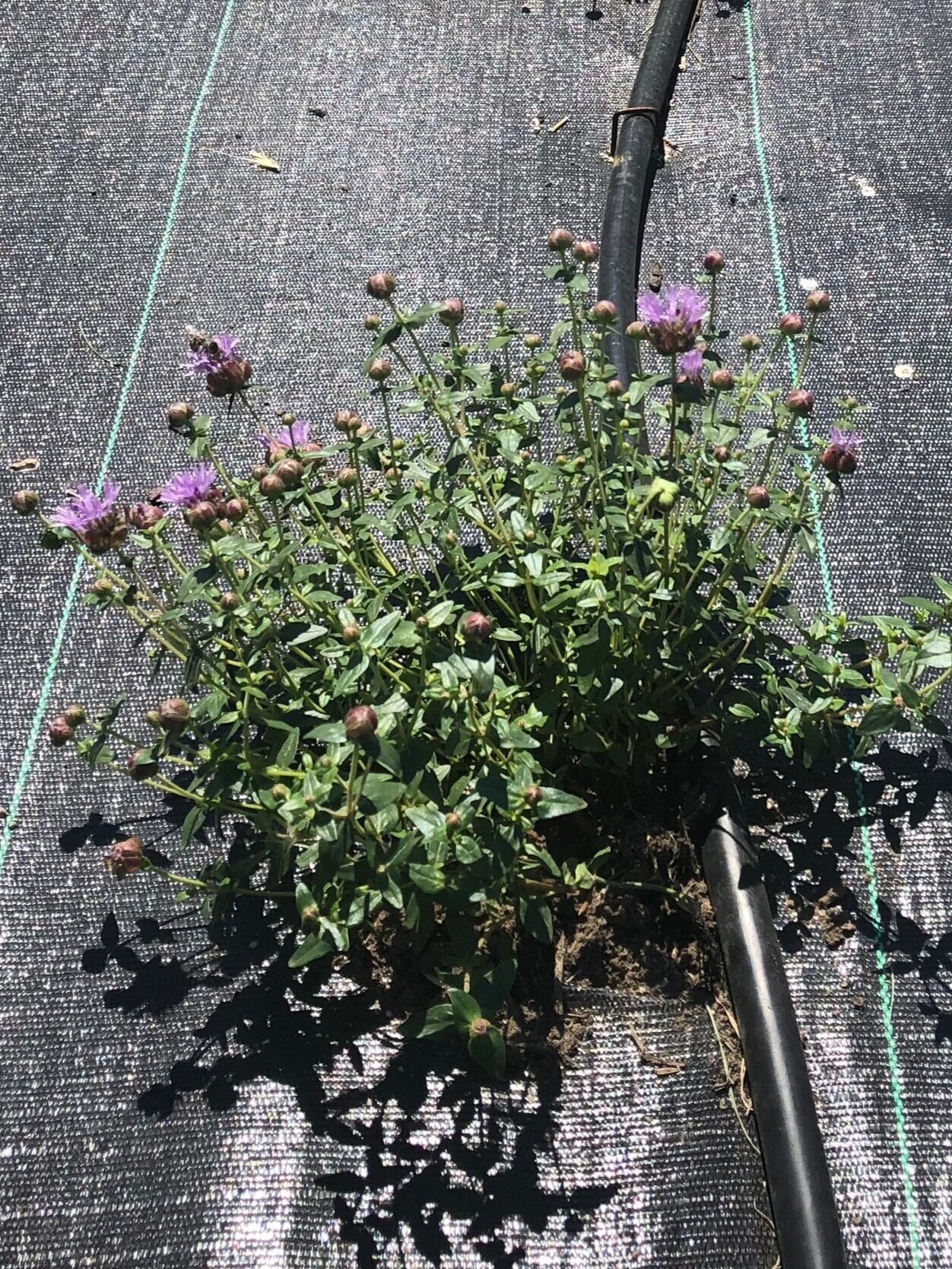 Mountain beebalm, Mountain monardella 