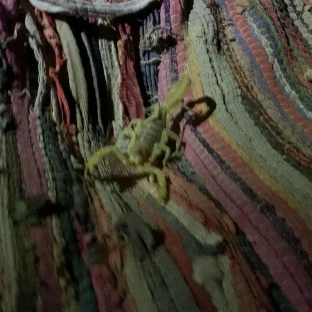 I thought it was a desert mouse crawling over my legs last night and jumped up 6 feet in the air! Then I thought, &ldquo;oh it must have been just part of my scarf that touched my leg.&rdquo; And started to sit back down. Then we decided to look with