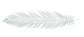 White_Gray_Feather_Horizontal_VSm.png