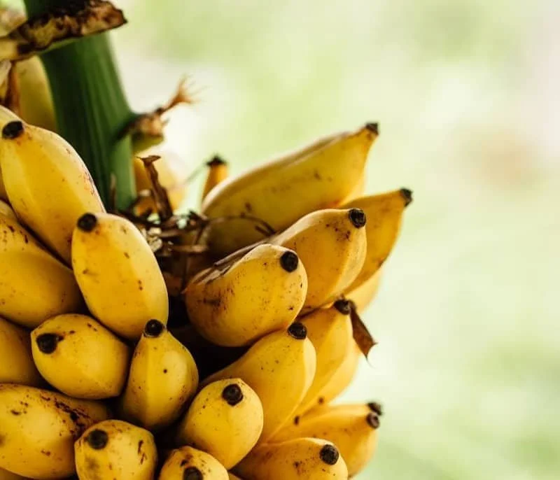 The Secret Connection to Bananas and Your Business |  CEO Growth for Female Entrepreneurs