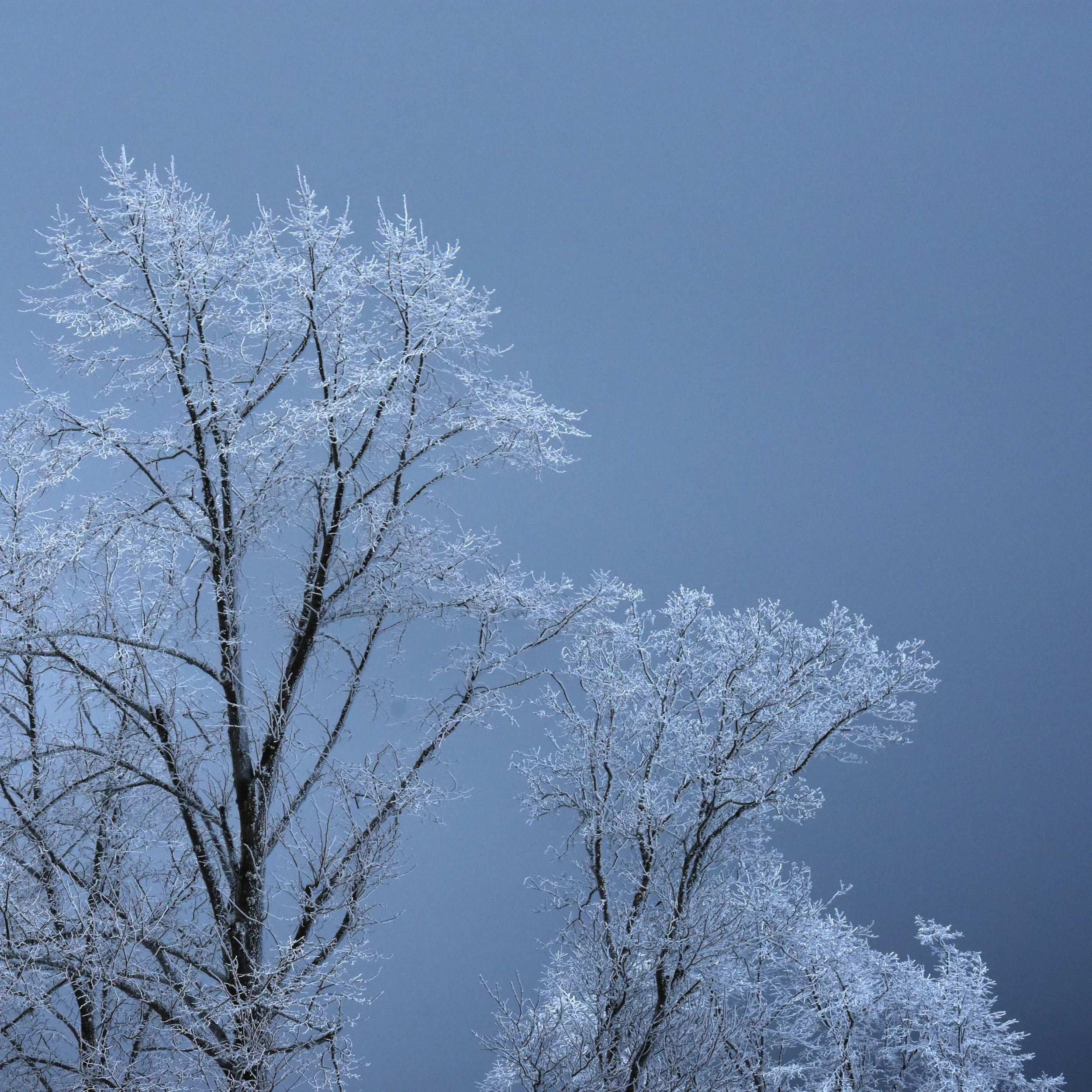 frozenTrees01.jpg
