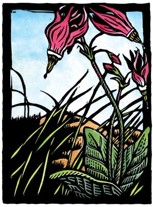 Handpainted shooting star wildflower woodblock print by Claire Emery Montana artist
