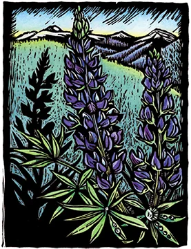 lupine wildflower handmade woodblock print by Claire Emery Missoula Montana