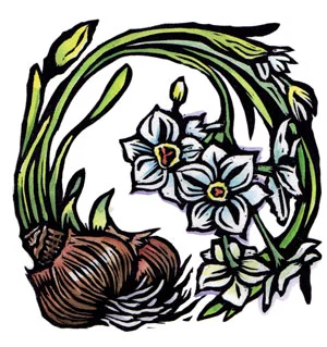 Handpainted woodblock print springtime narcissus bulb by Montana artist Claire Emery
