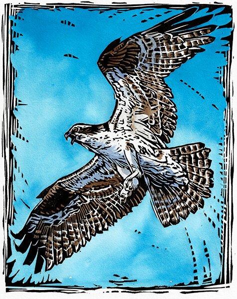 Osprey Sky dance.emeryart.2019.100dpi.jpg