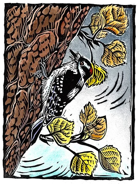 downy woodpecker.emeryart.72dpi.2022 2.jpg