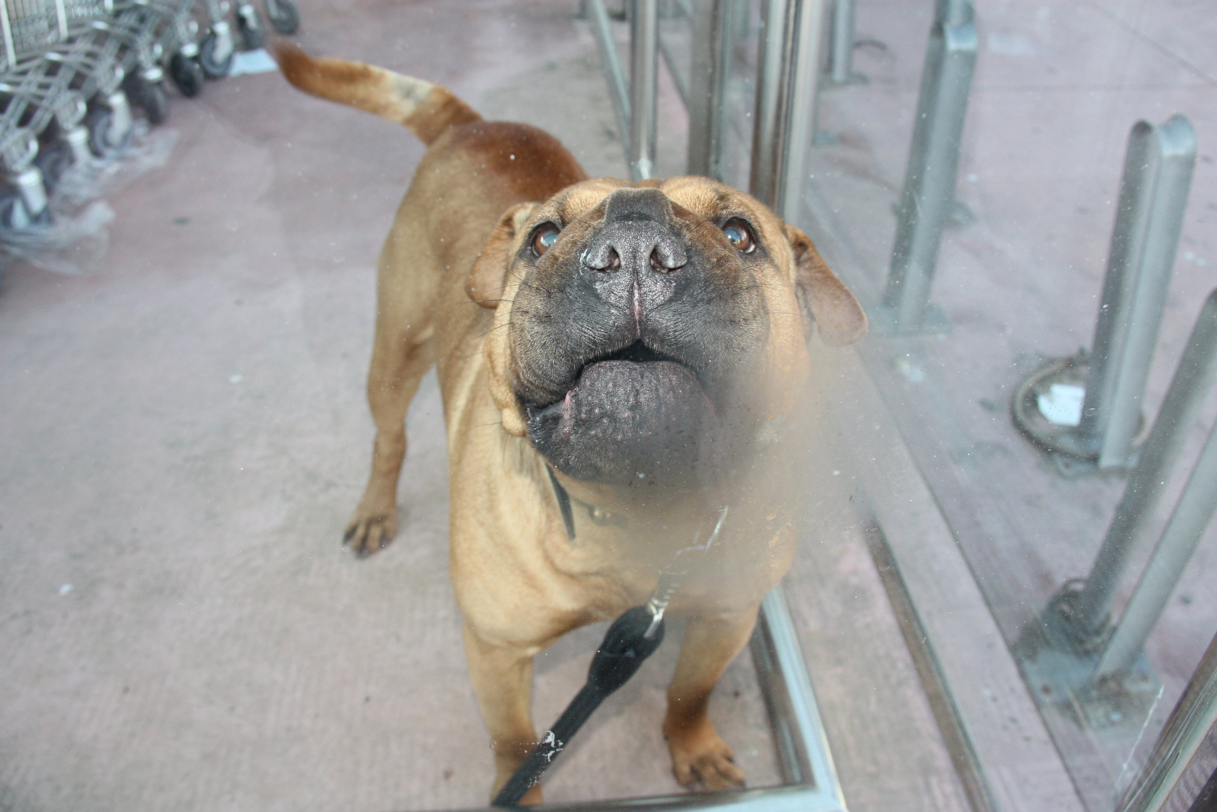 Dog_behind_glass.JPG